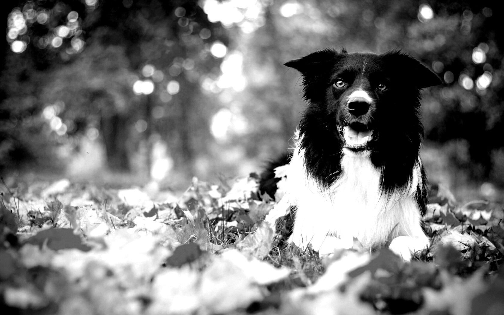 Пес среди листвы обои