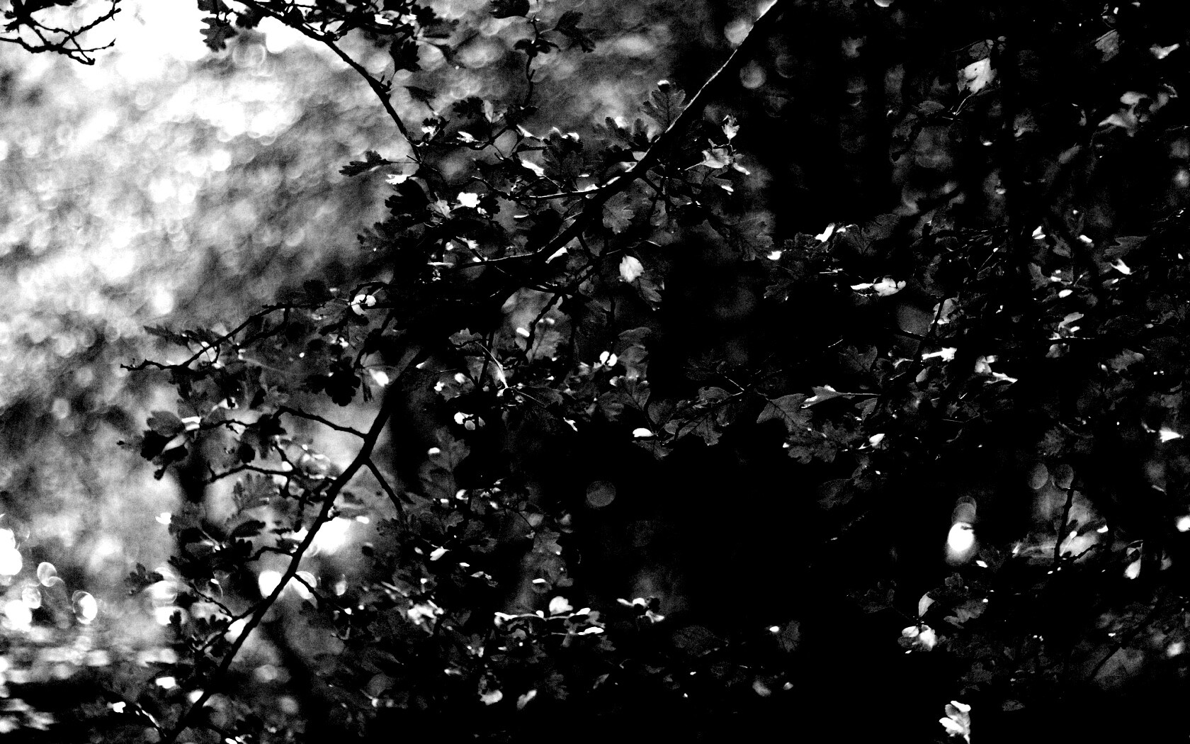 Дубовая зеленая листва обои