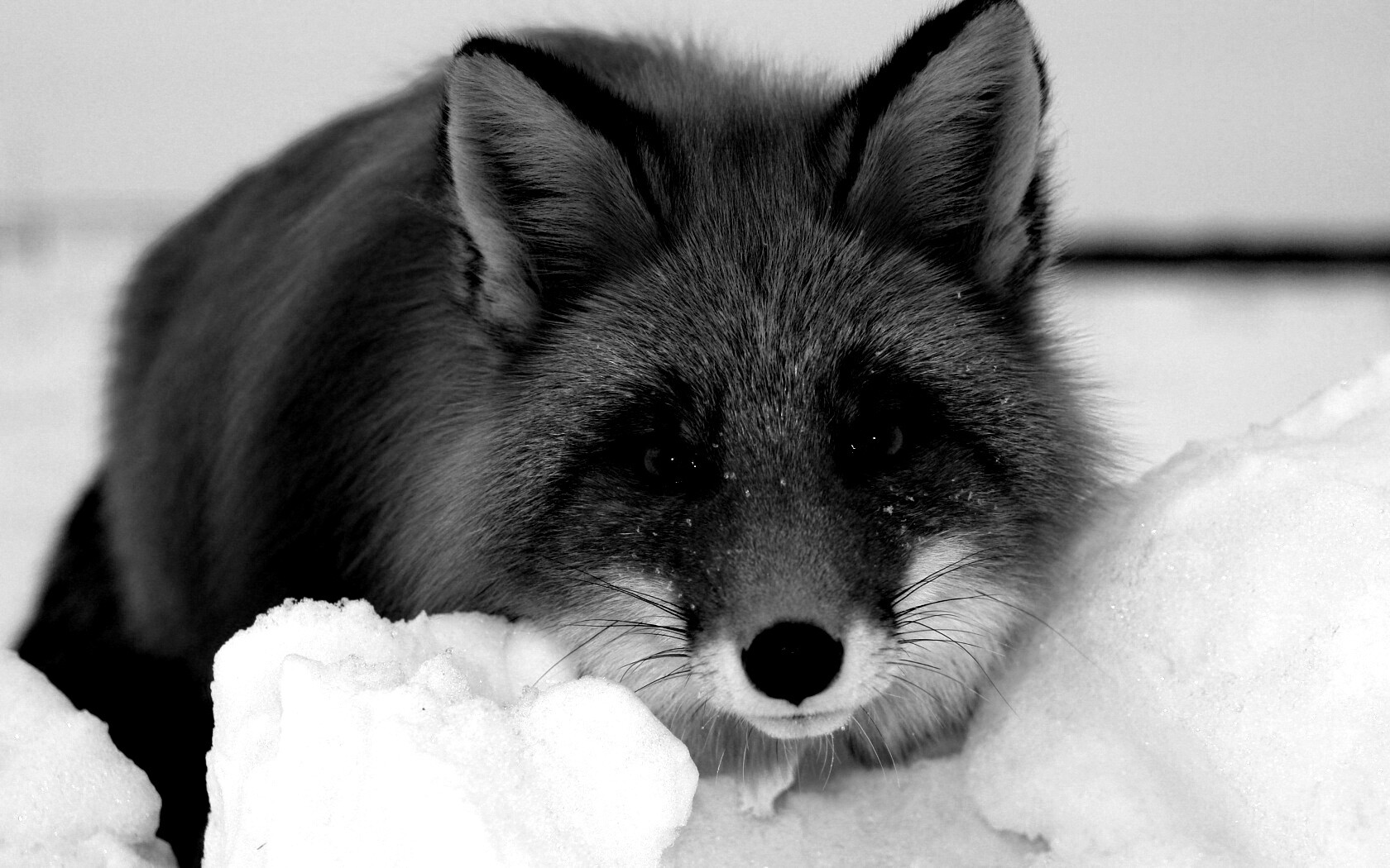 Рыжая лиса в снегу обои