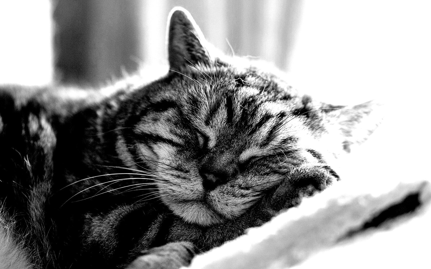 Спящий кошак обои