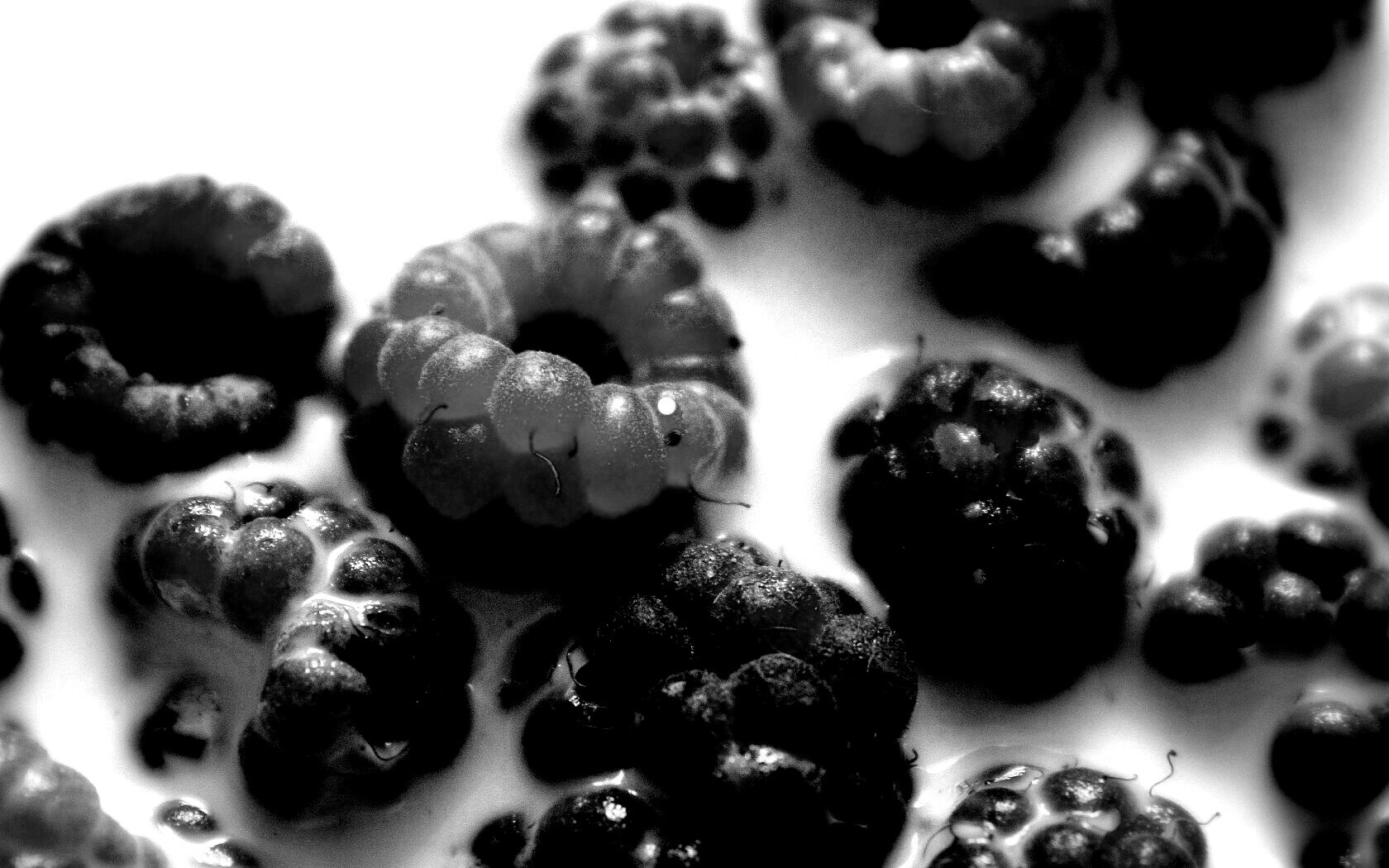 Малина в молоке обои