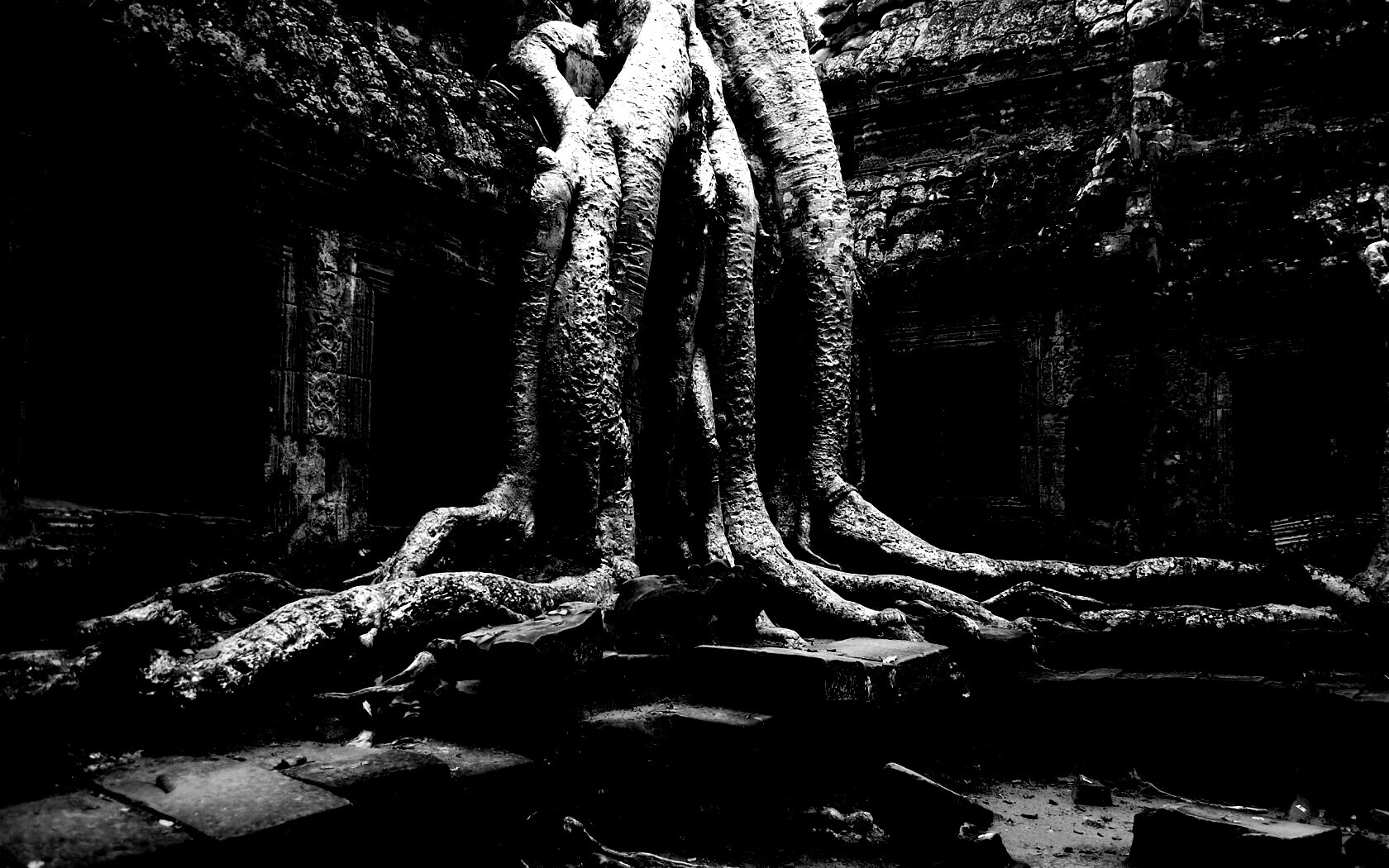 Мощные корни обои