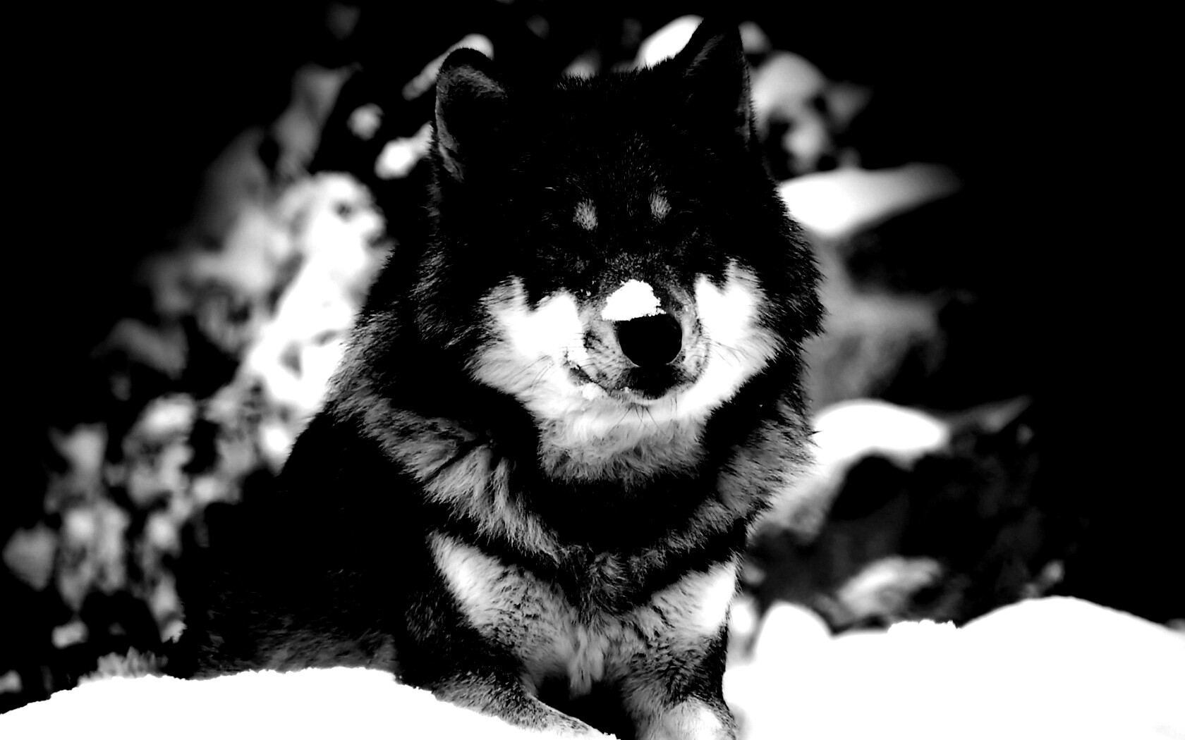 Волк с синими глазами обои