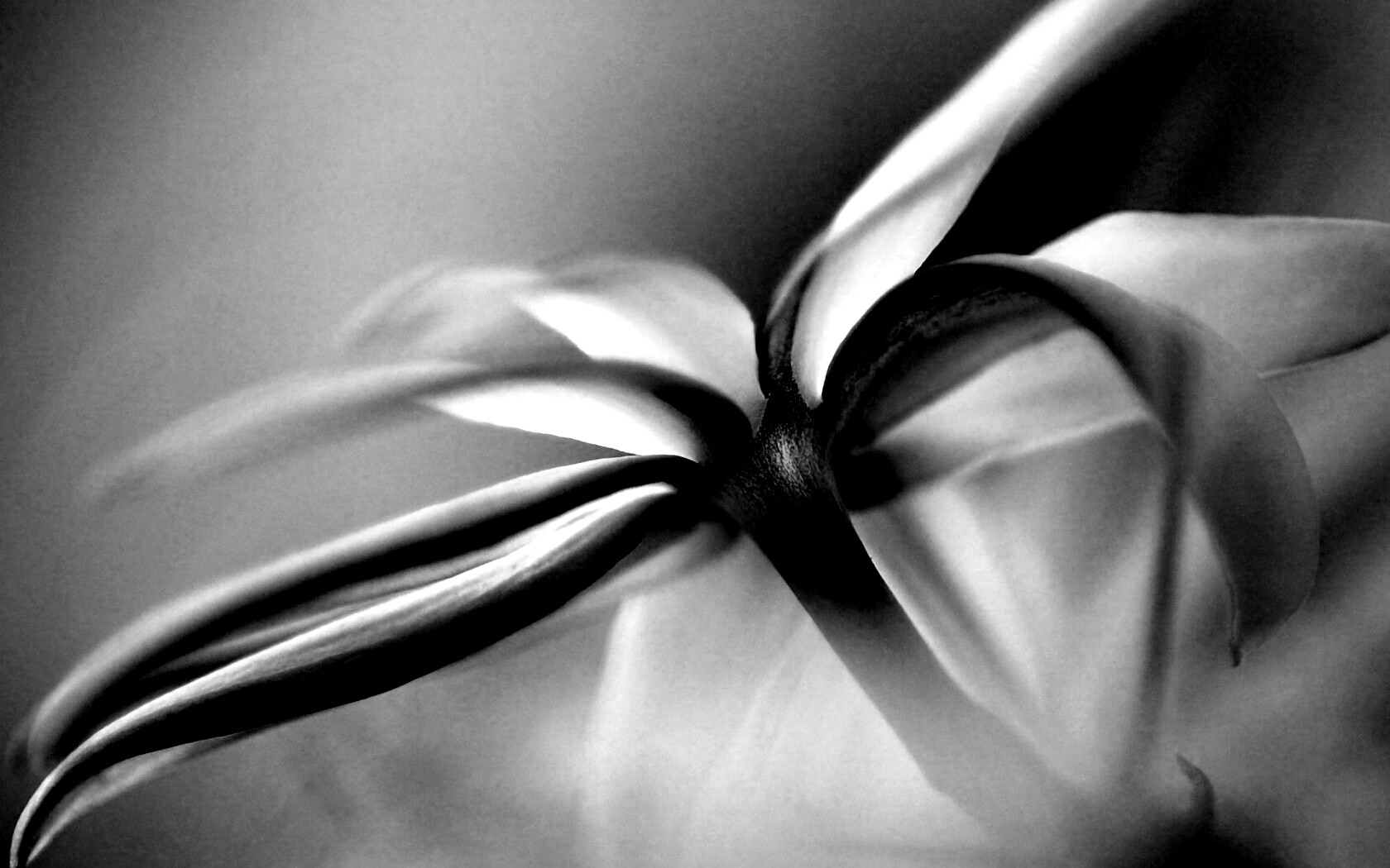 Цветок обои