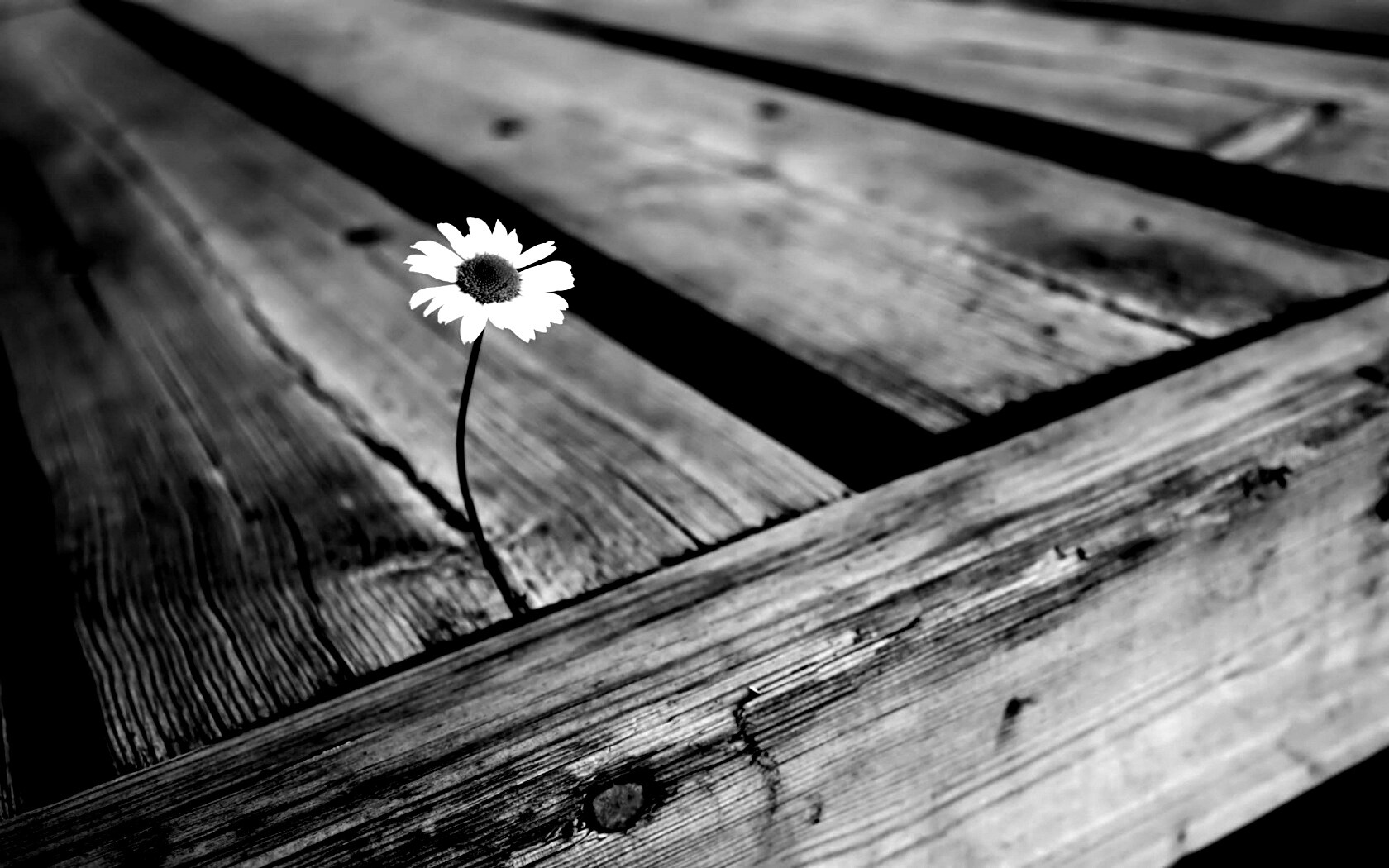 Жизнь среди смерти обои