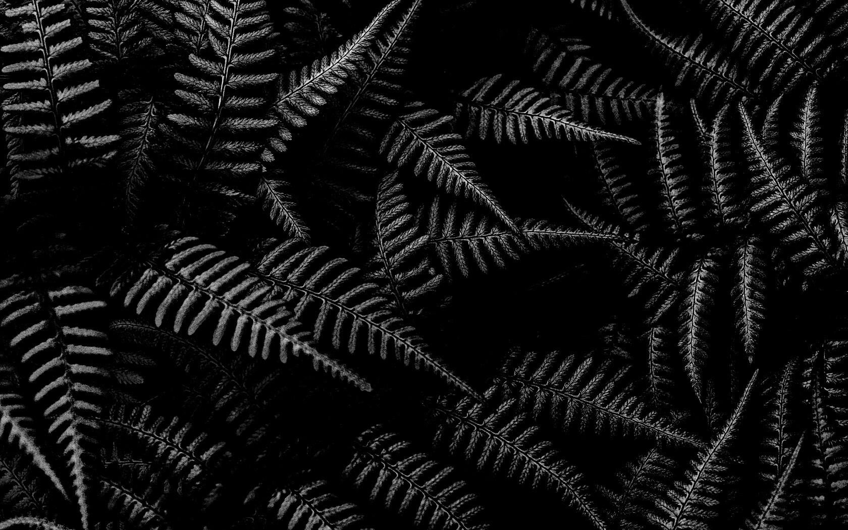 Папоротник обои