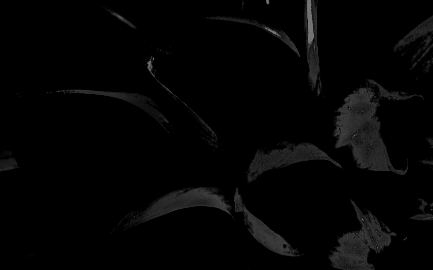 Лепестки обои