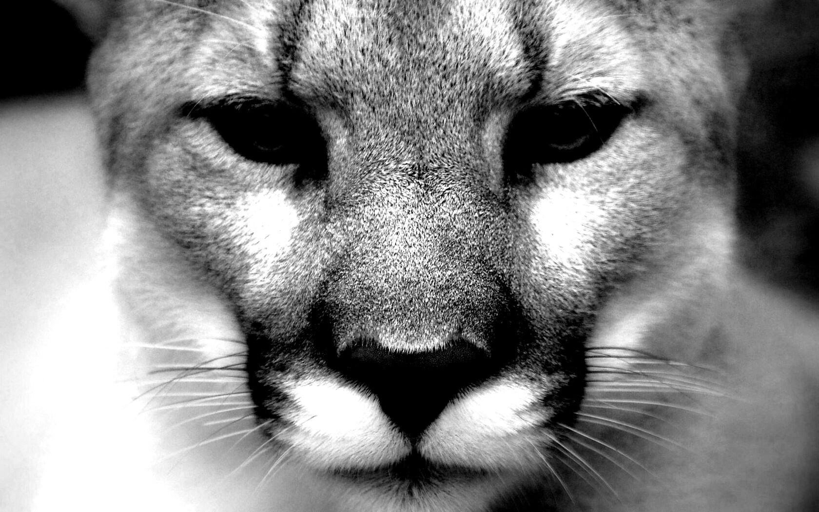 Взгляд большой кошки обои