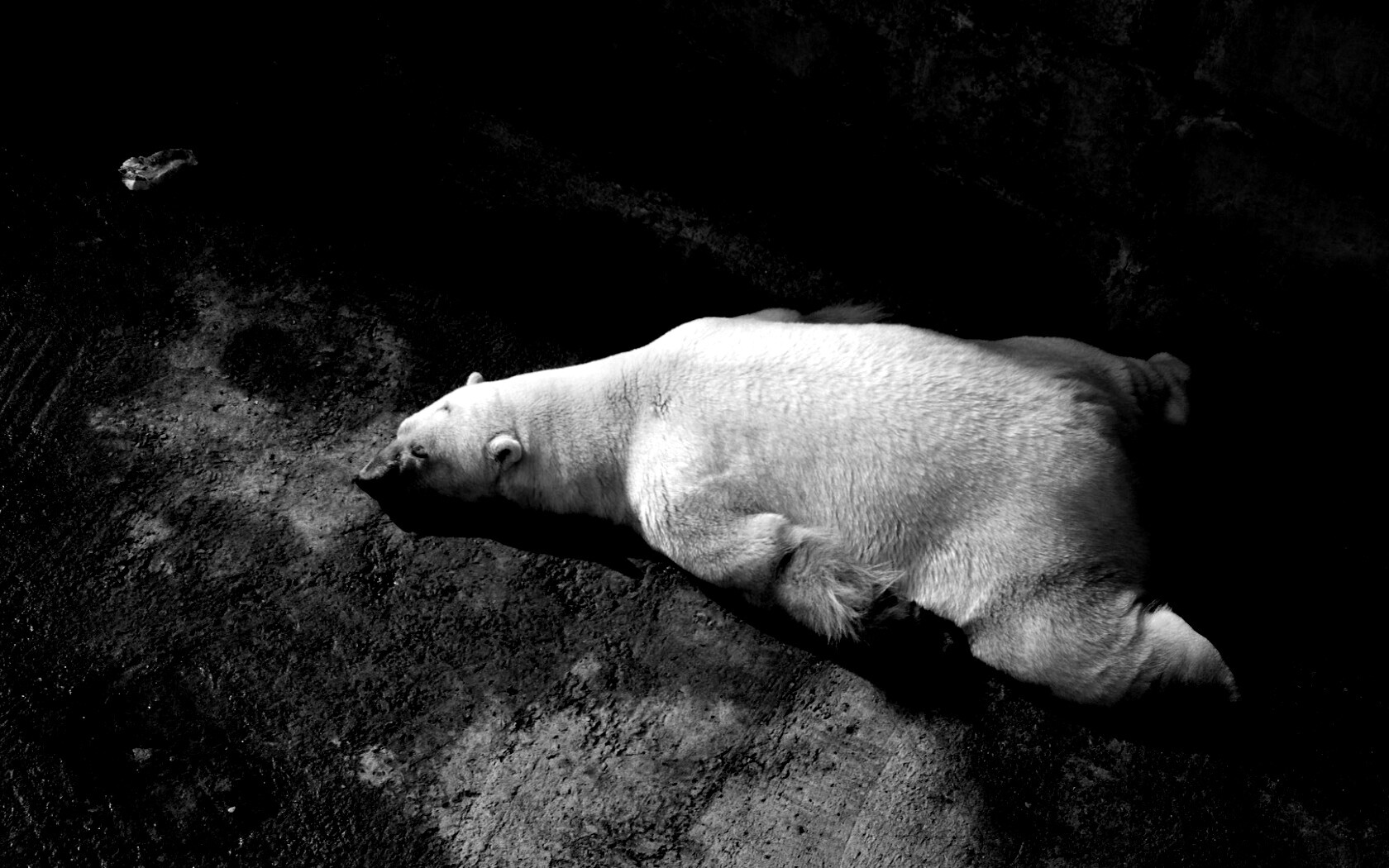 Мы можем их спасти обои