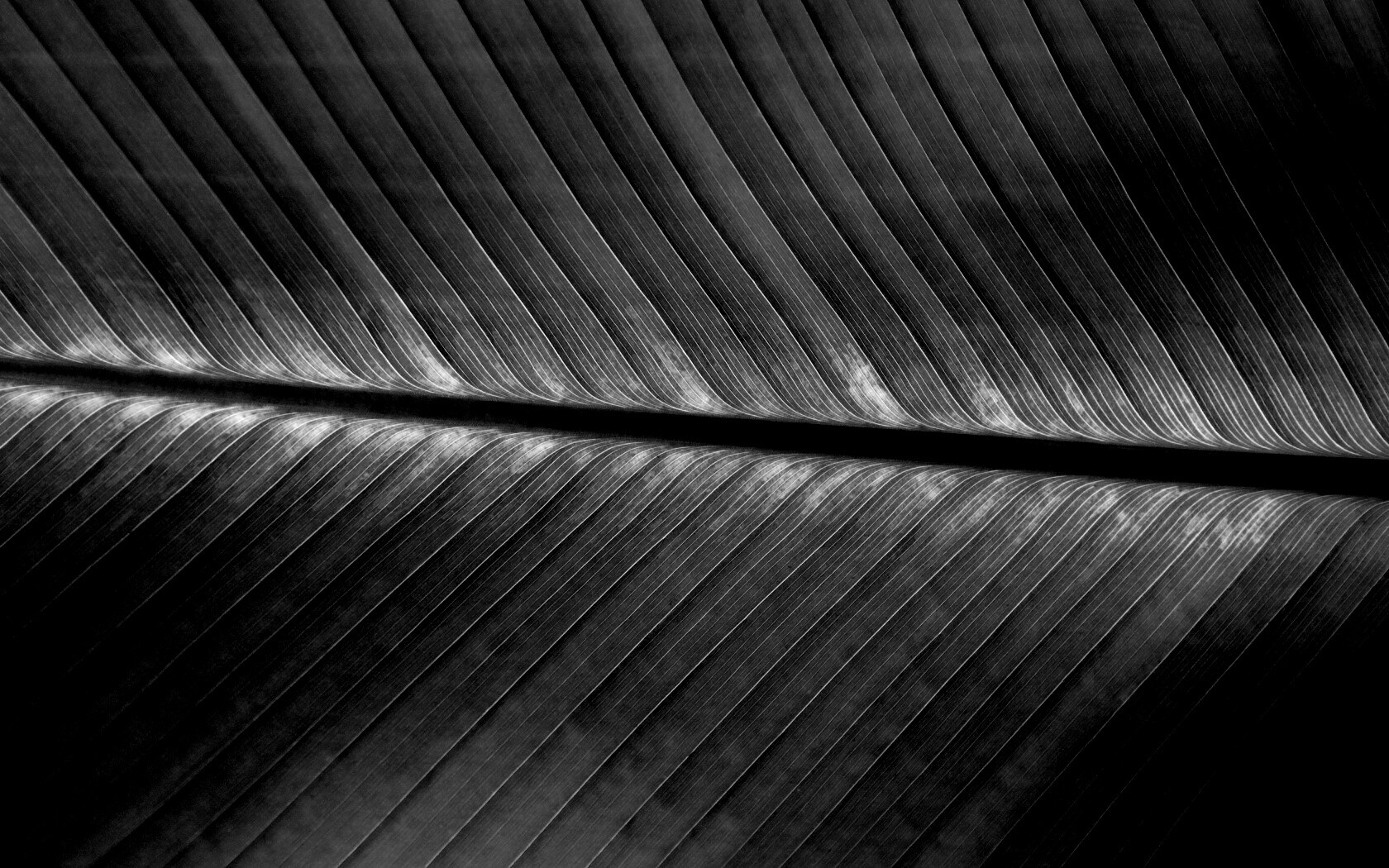 Пальмовый лист на солнце обои