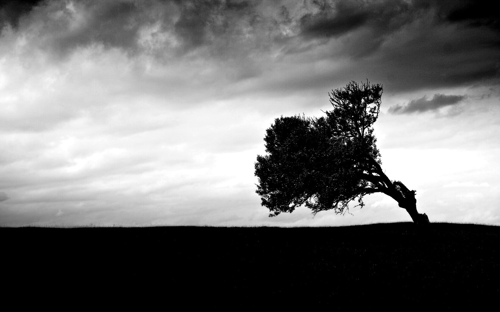 Склоненное дерево обои