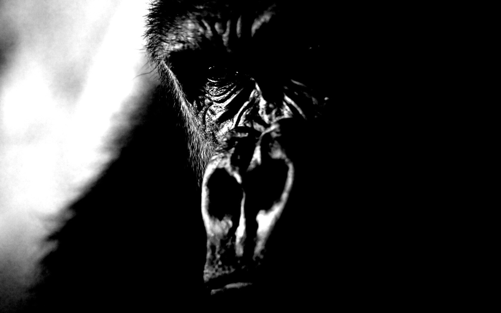 Фото орангутанга обои