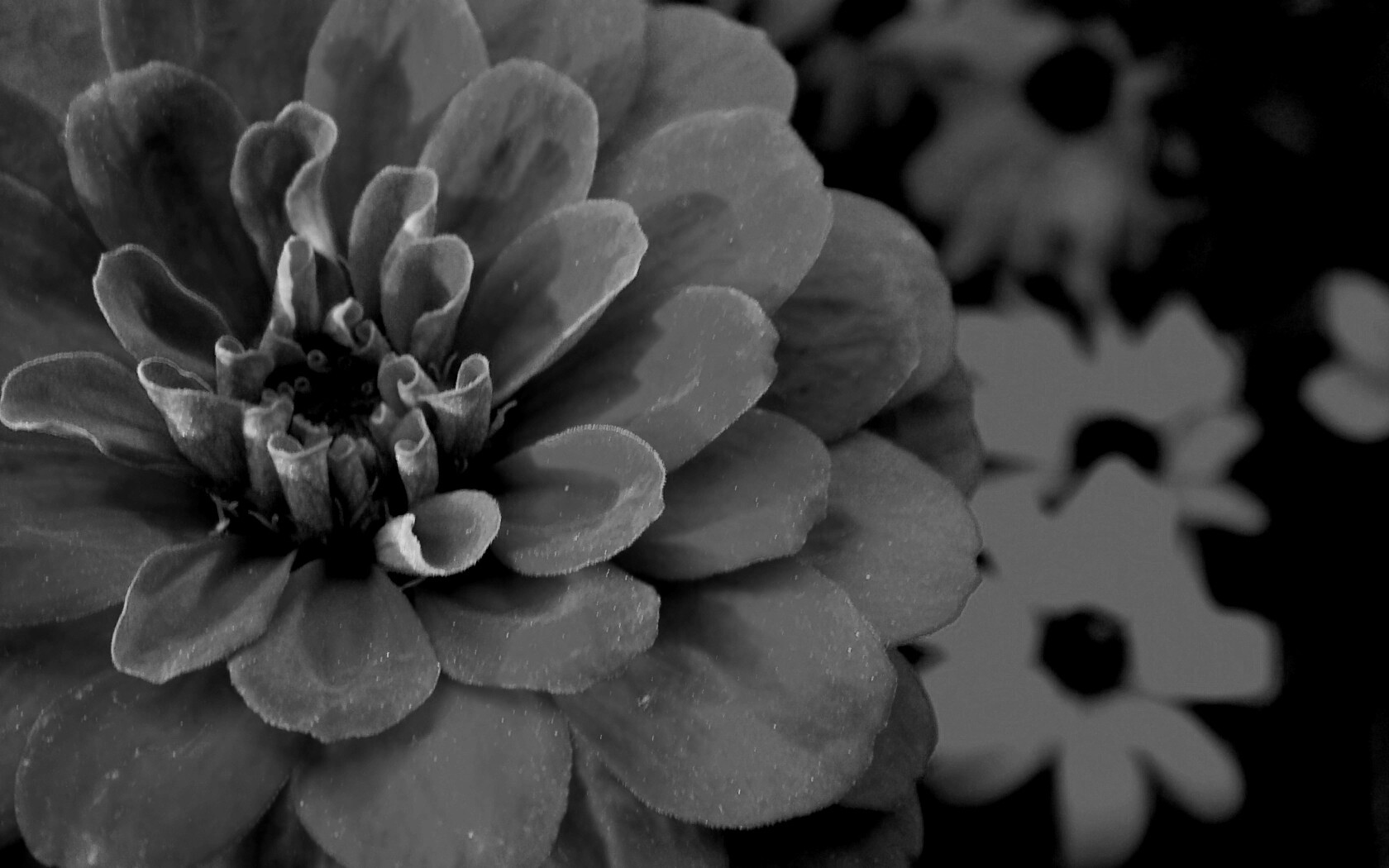 Красный цветок обои