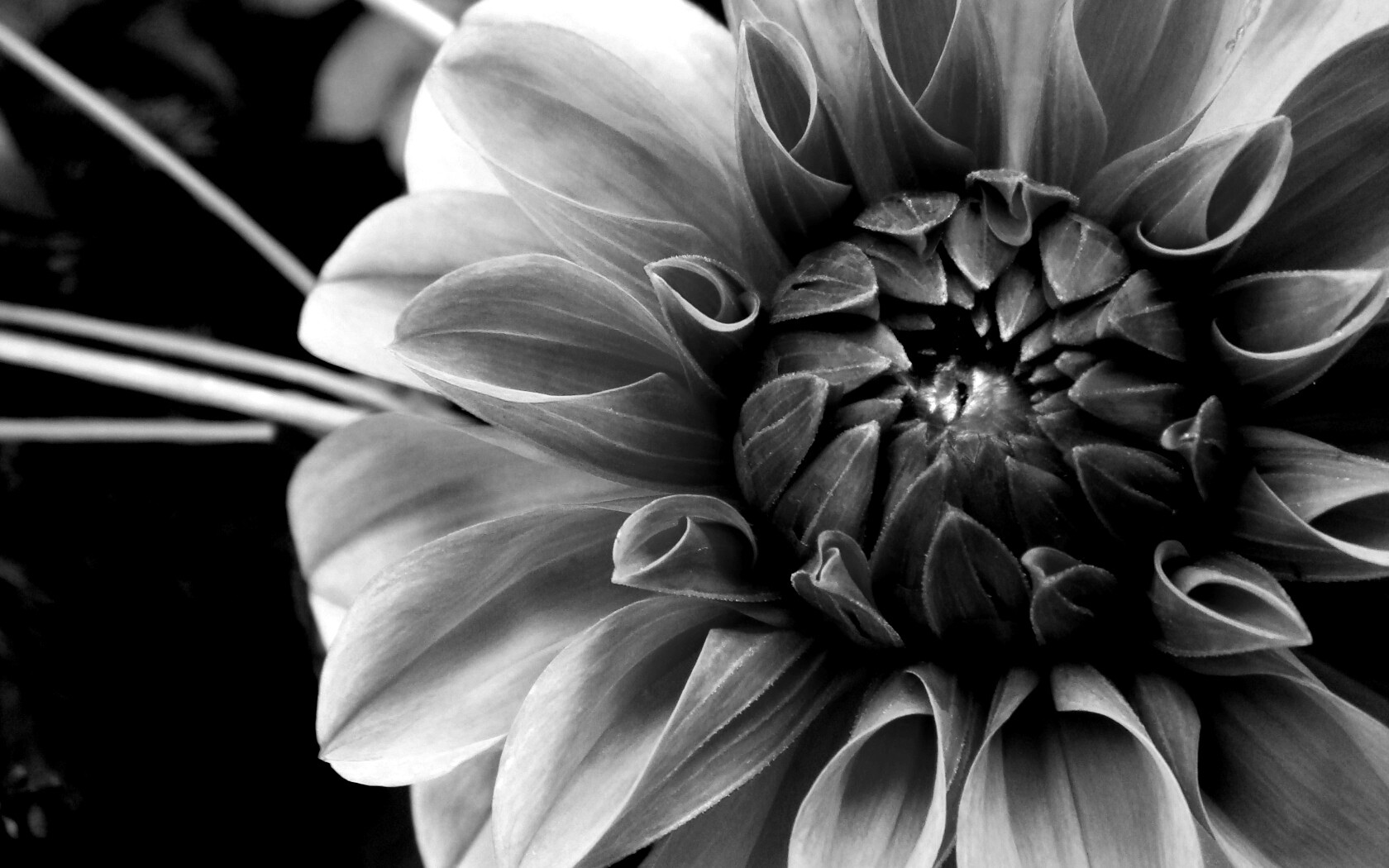 Аленький цветочек обои