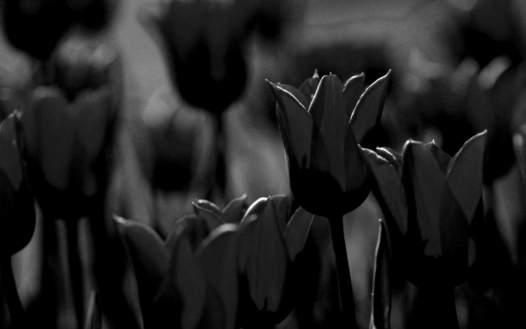 Красные цветы обои