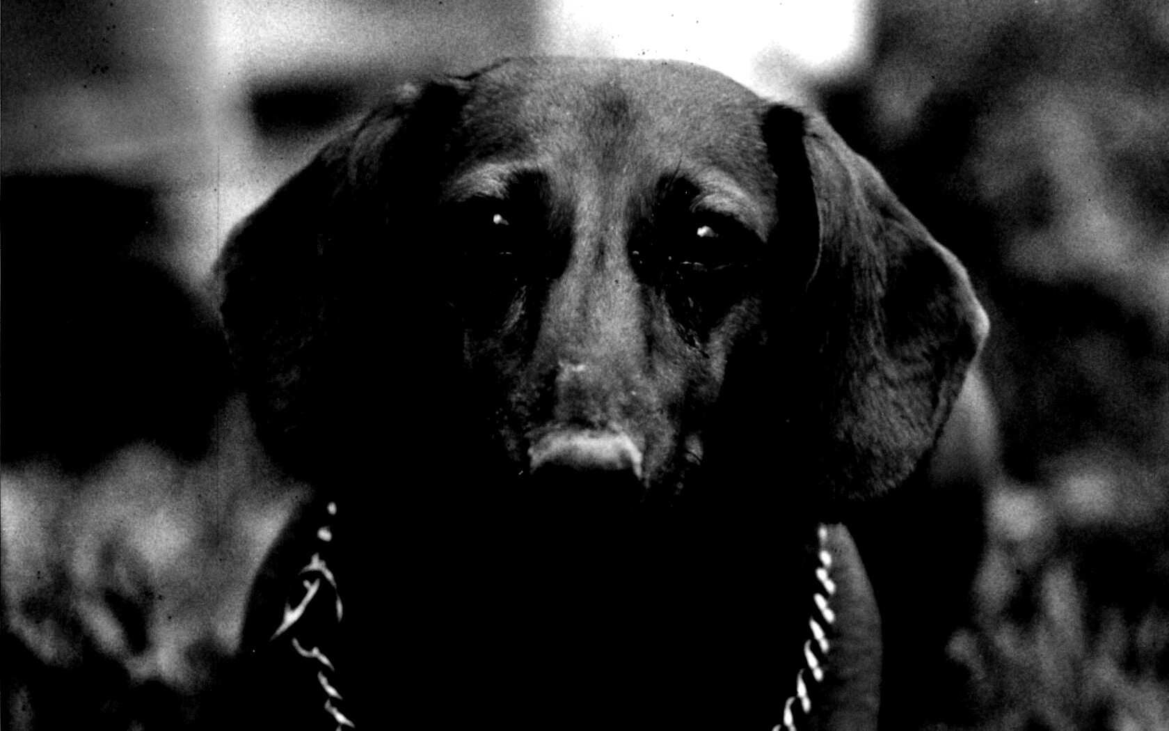 Рыжая такса обои