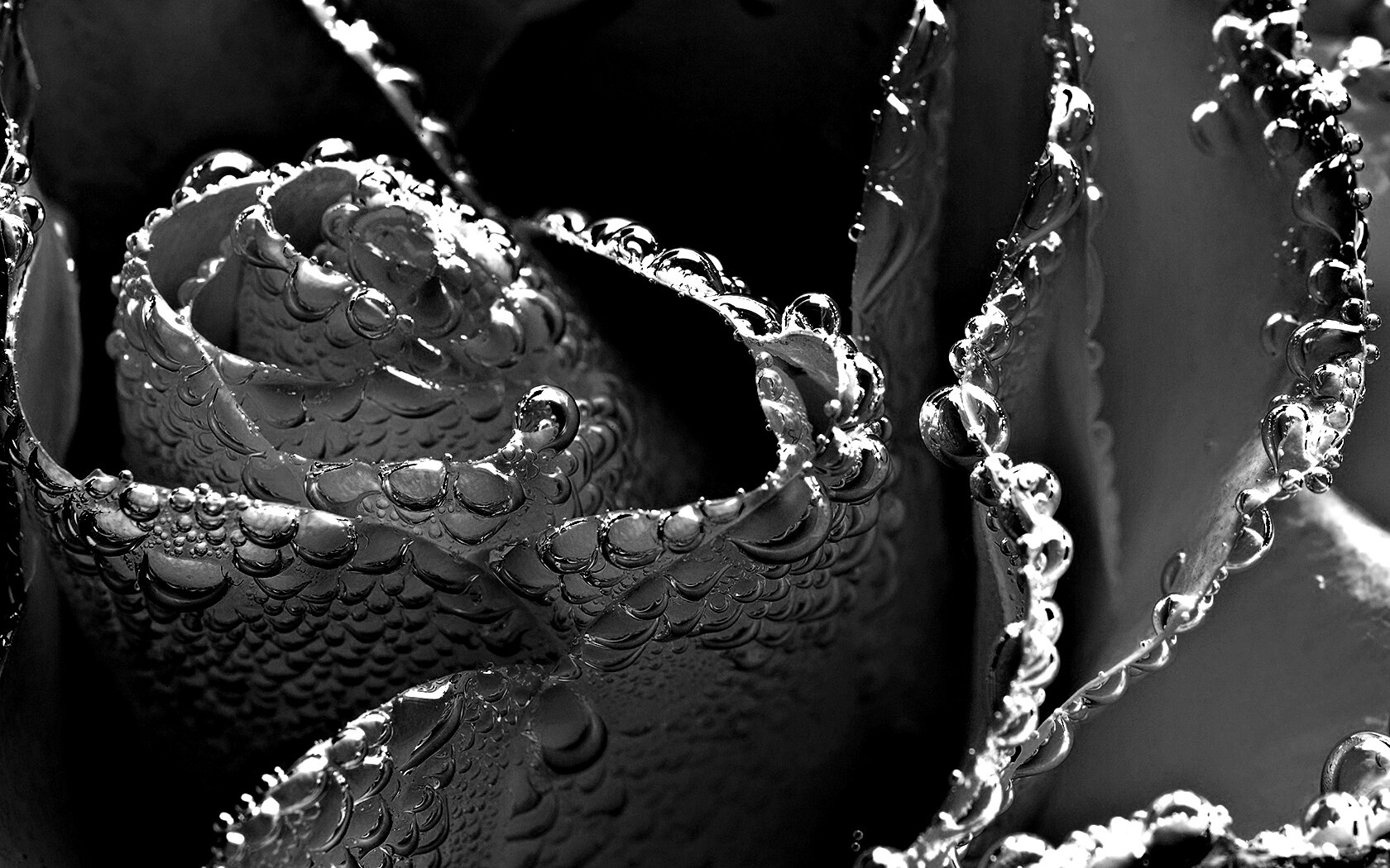 Мокрый желтый цветок обои