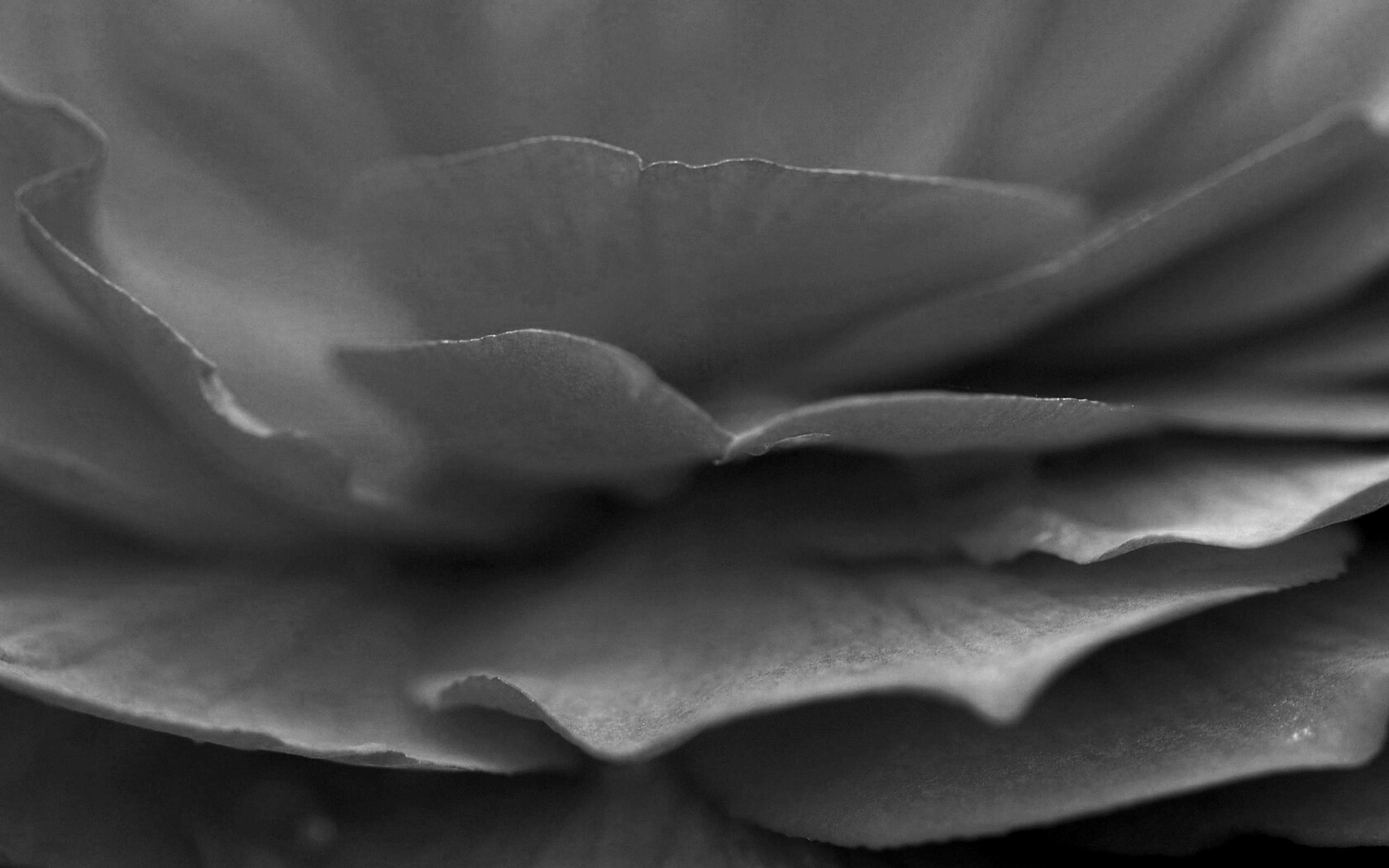 Лепестки красного цветка обои