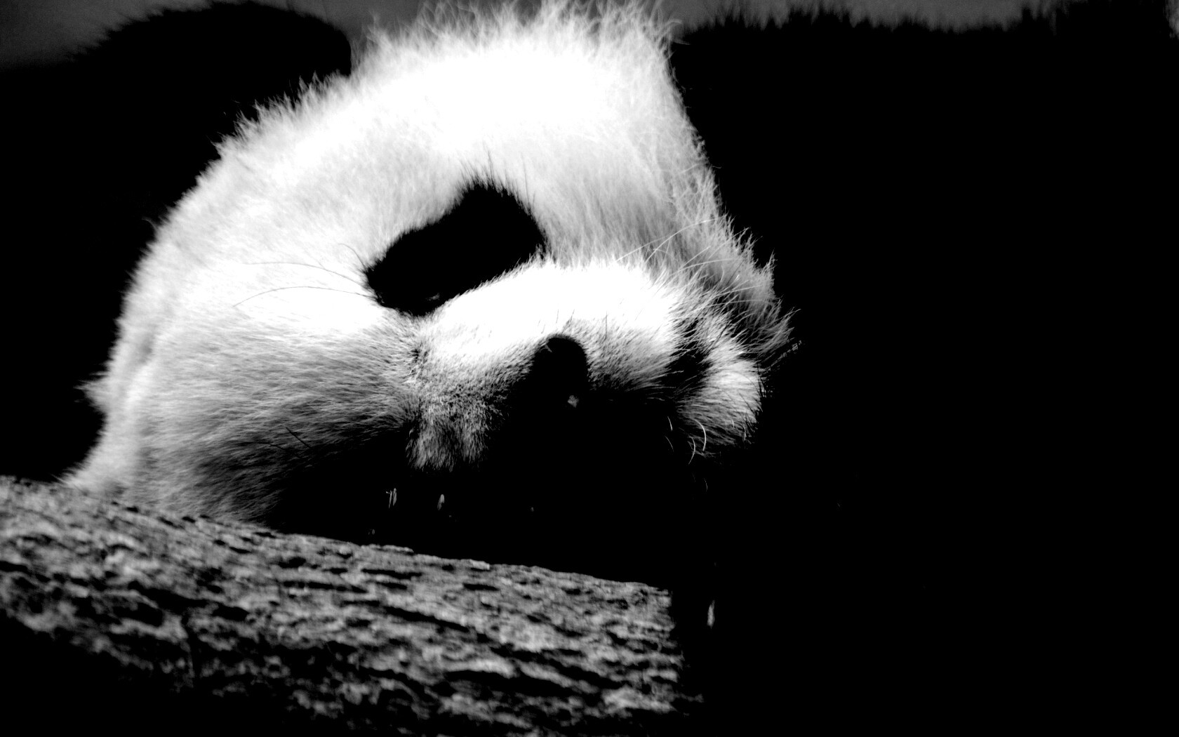 Панда на ветви обои