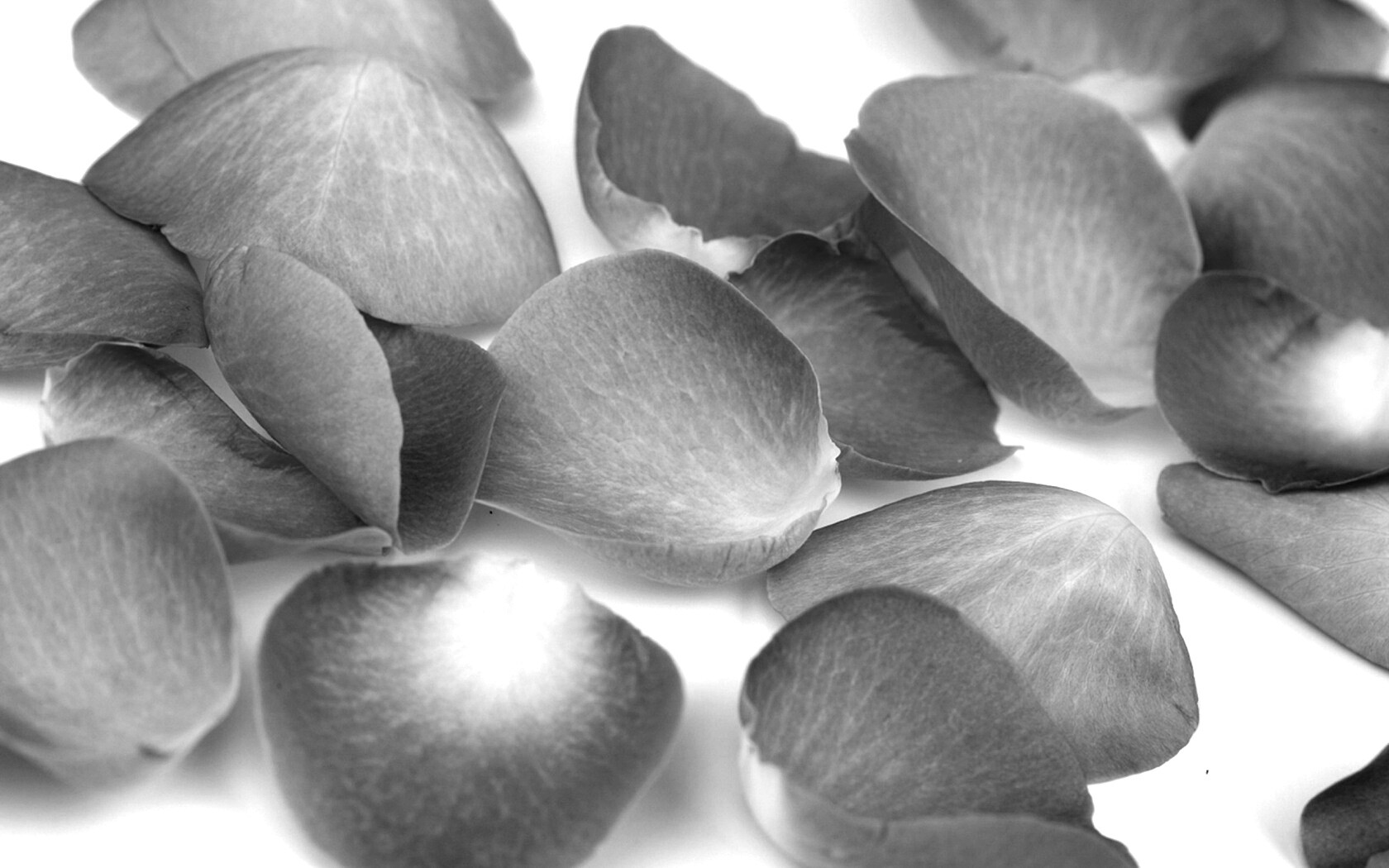 Лепестки розы обои