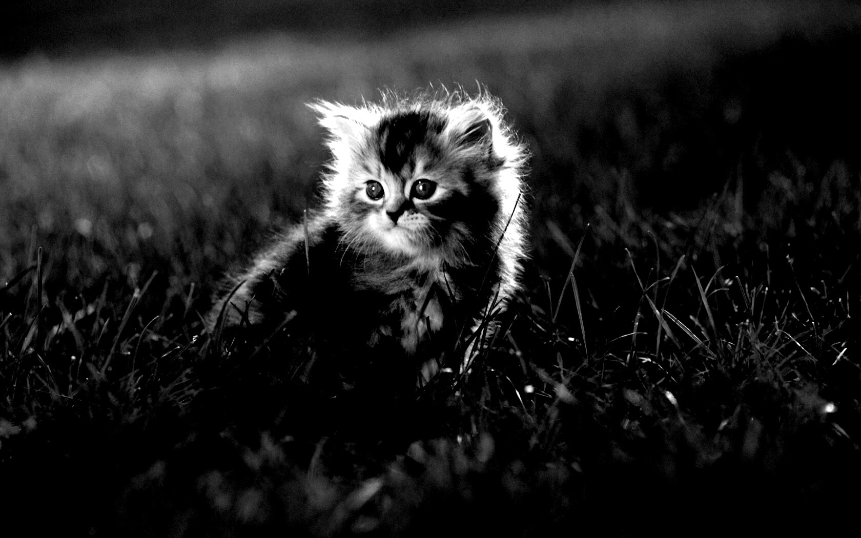 Пушистый котенок в траве обои