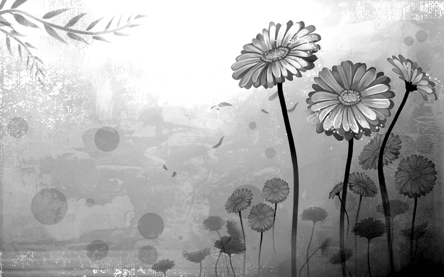 Векторные ромашки обои