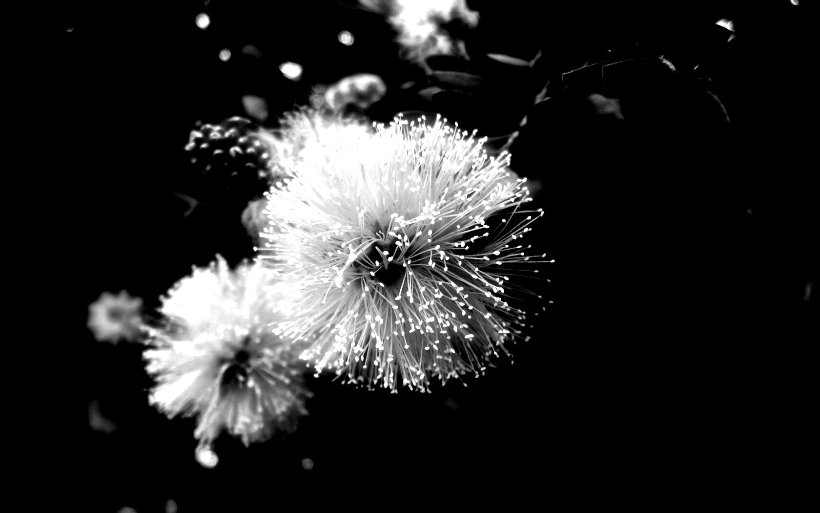 Сказочный цветок обои