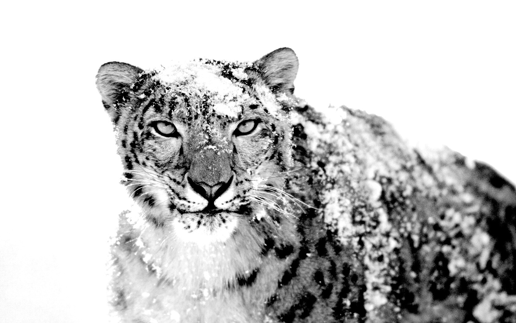 Снежный леопард обои