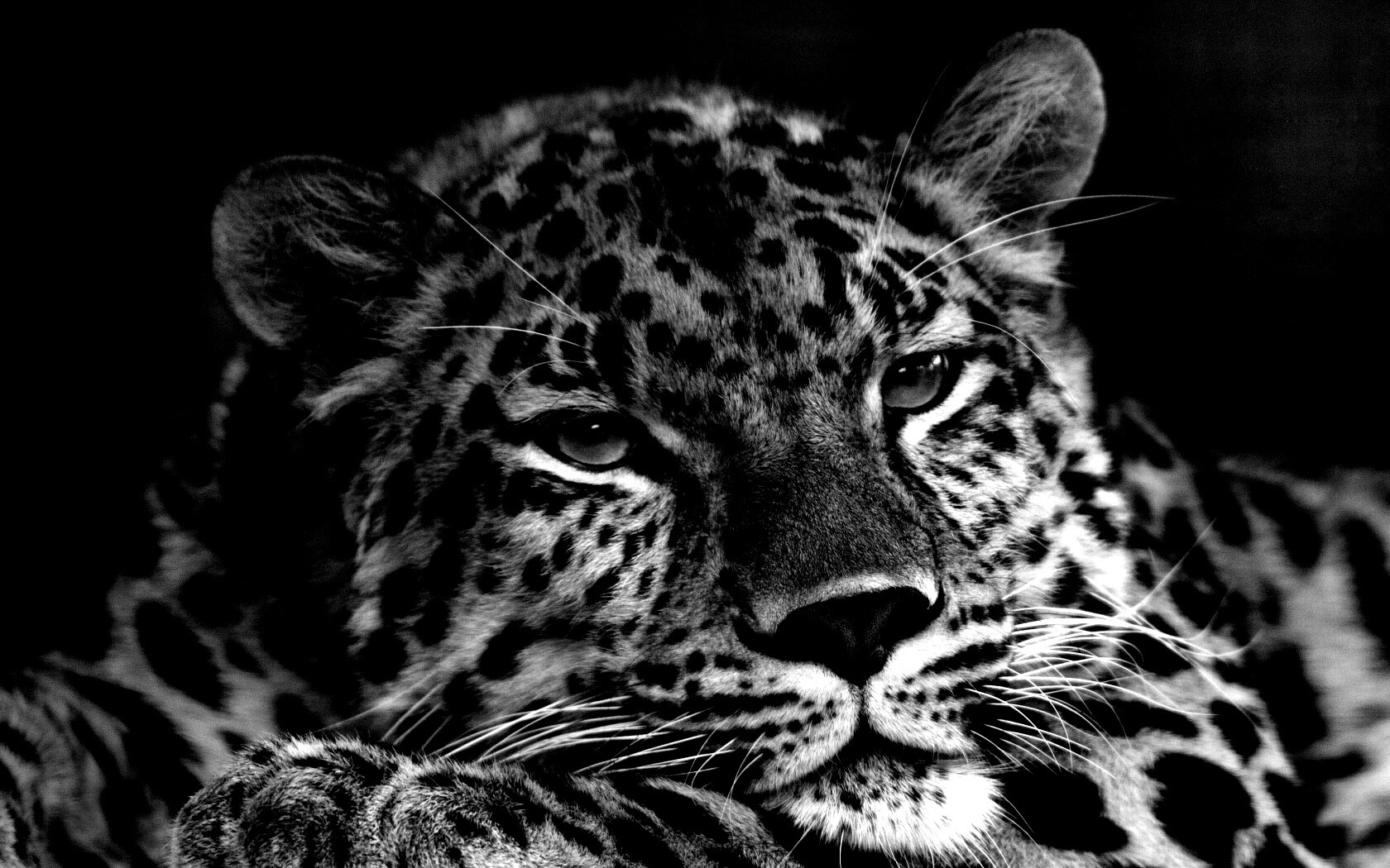 Злопасный ягуляр обои