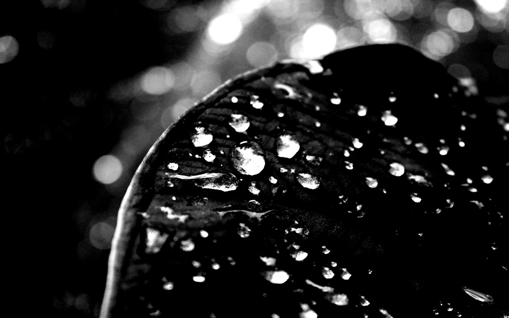 Роса на листке обои