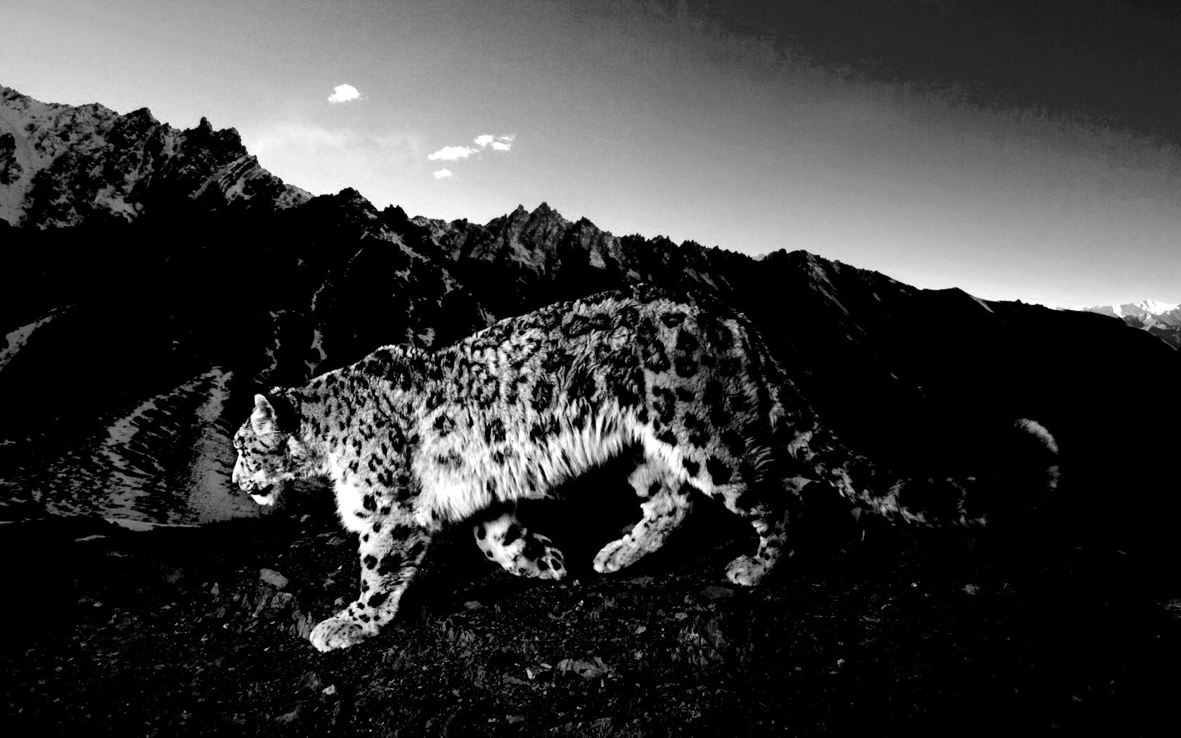 Леопард обои