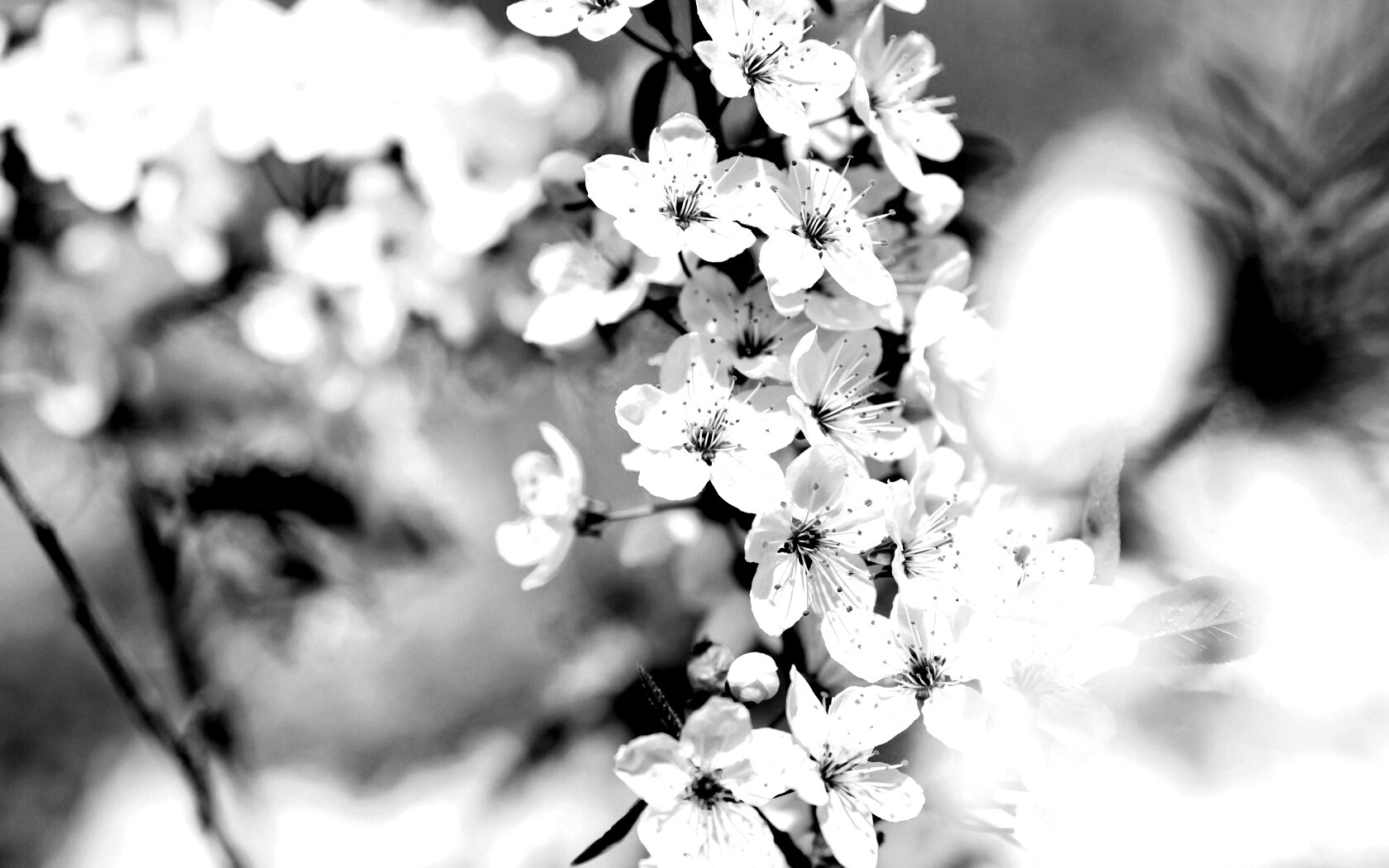 Цветение вишни обои