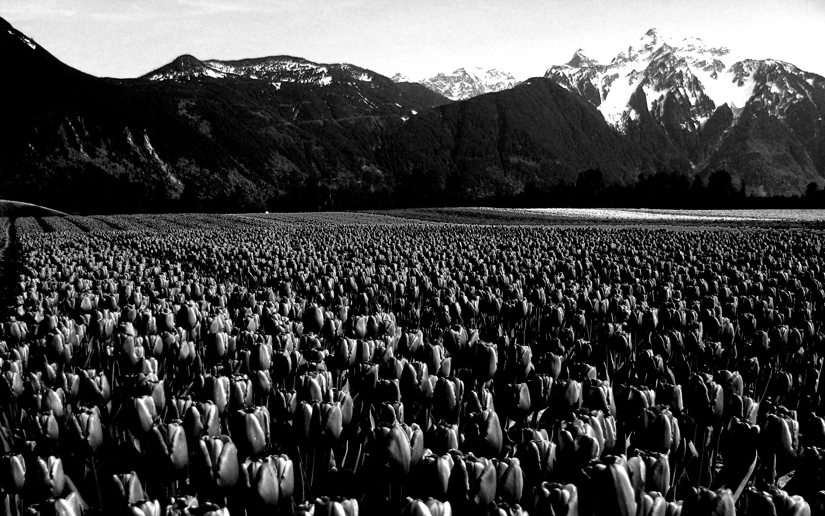 Поле тюльпанов обои