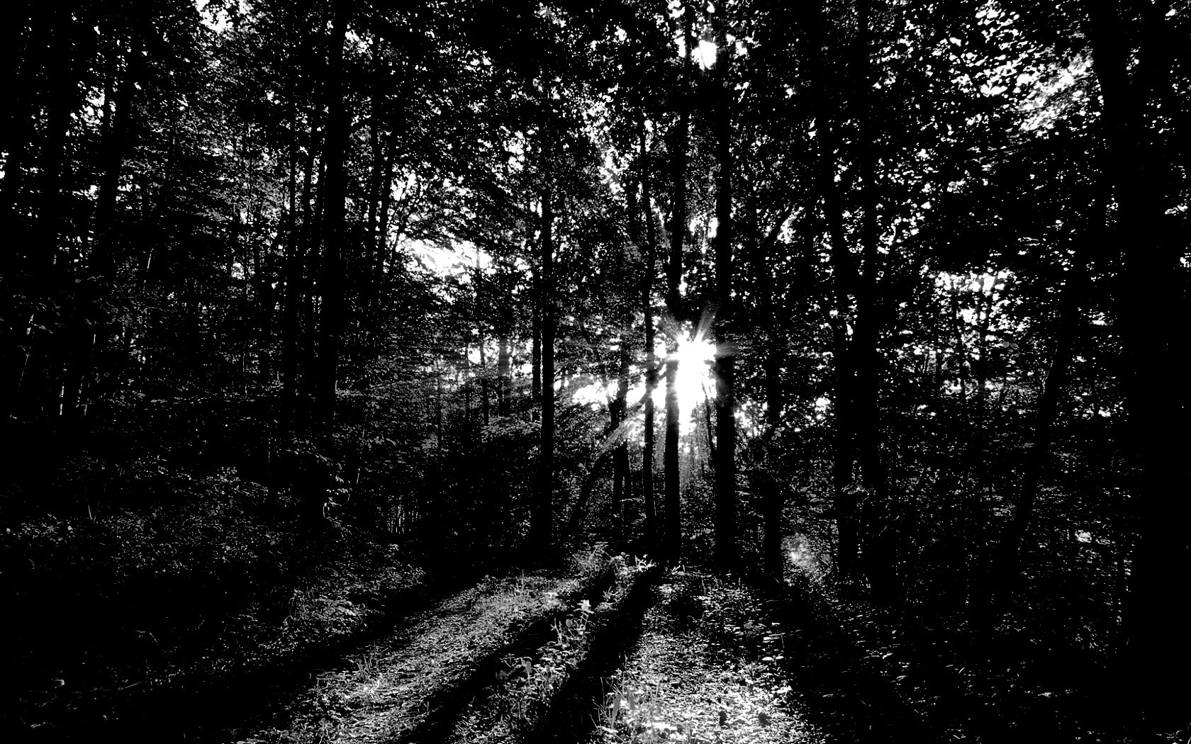 Свет сквозь деревья обои