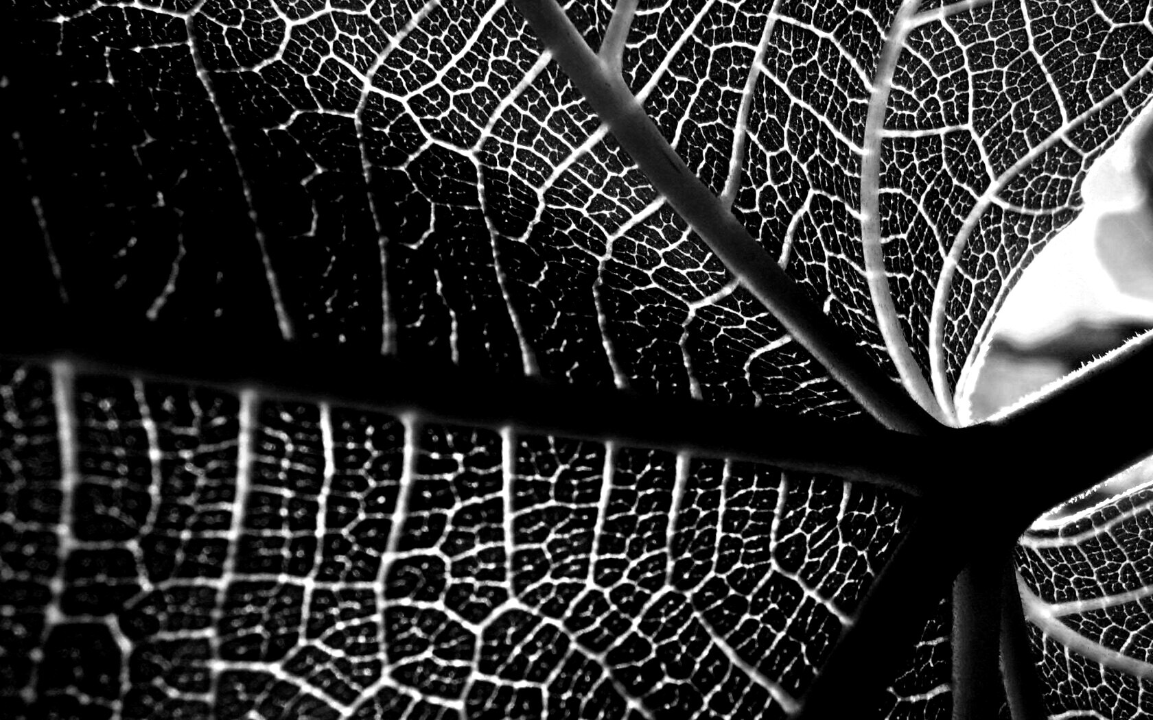 Внутренняя сторона листа обои