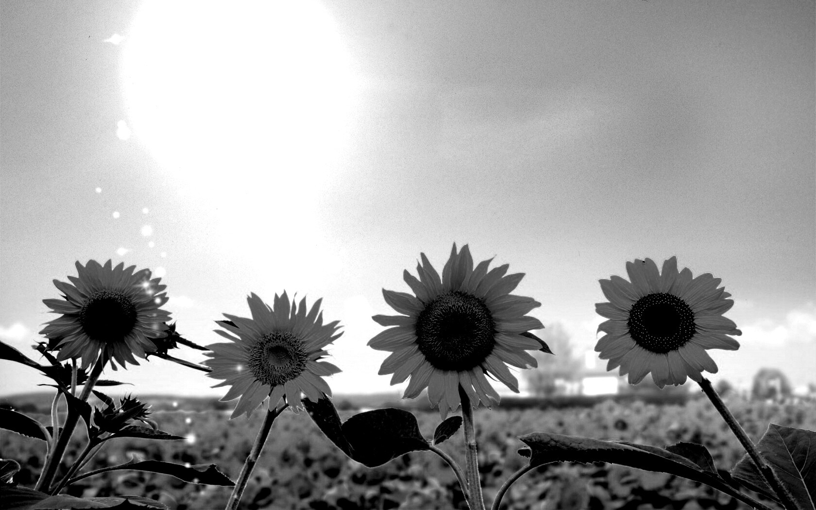 Подсолнухи не смотрят на солнце обои