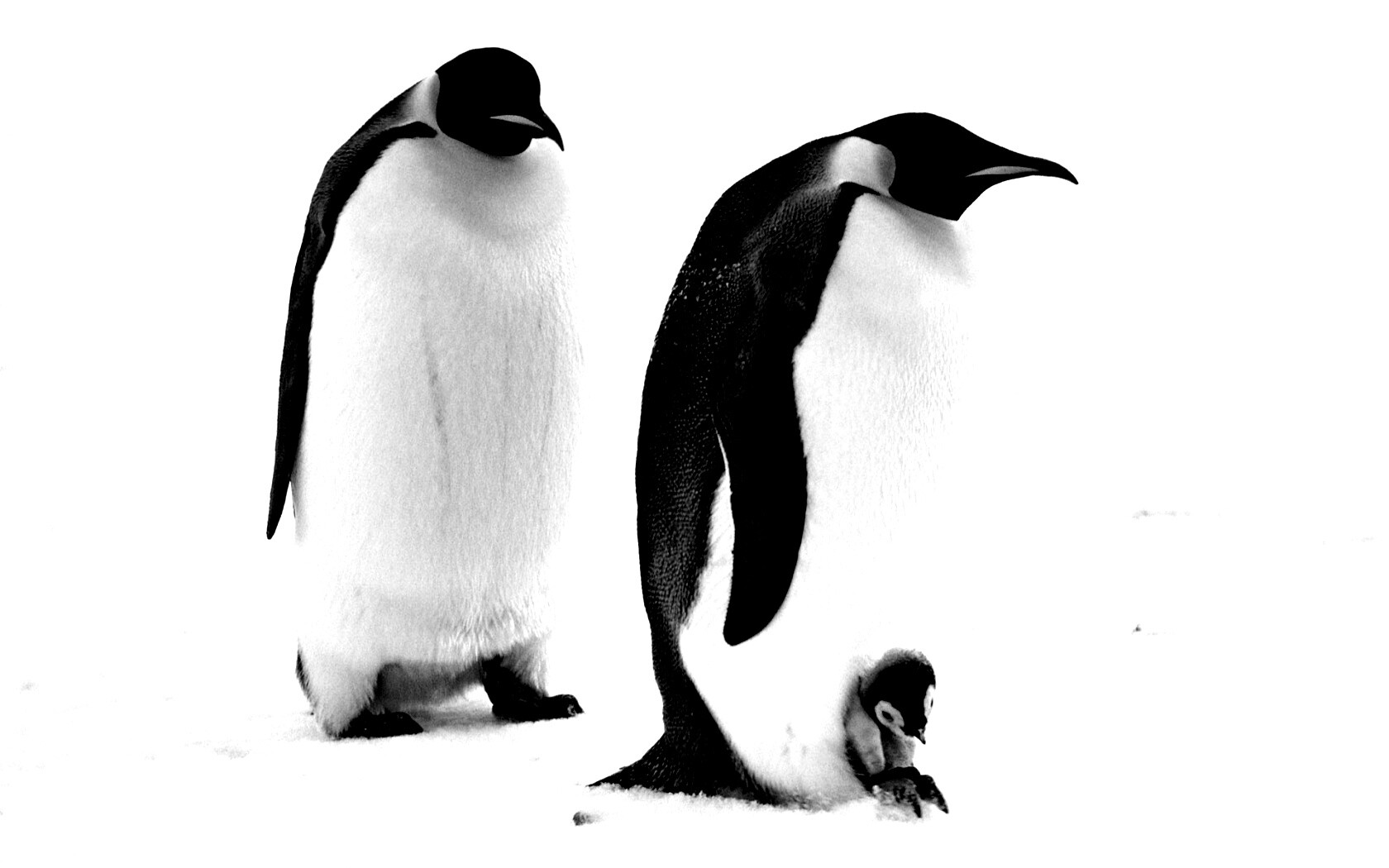Семья пингвинов обои