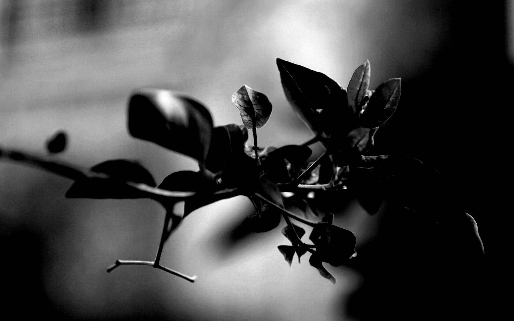 Разноцветные листья обои