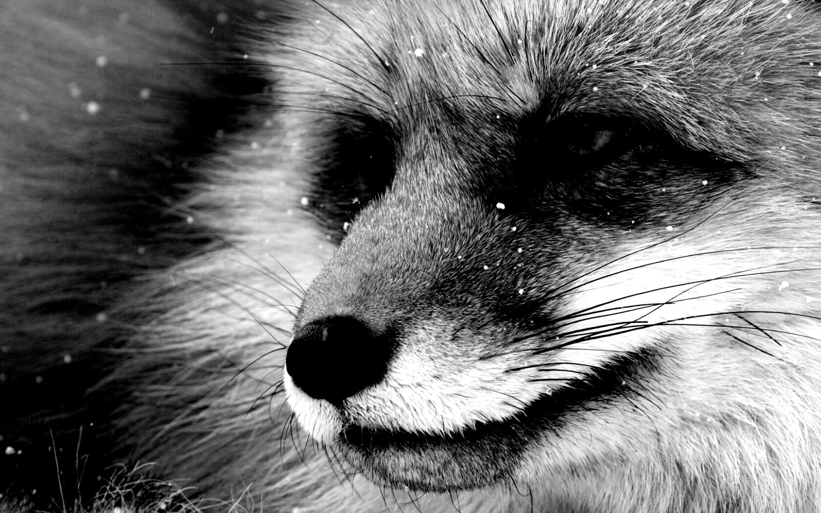 Морда рыжей лисы обои