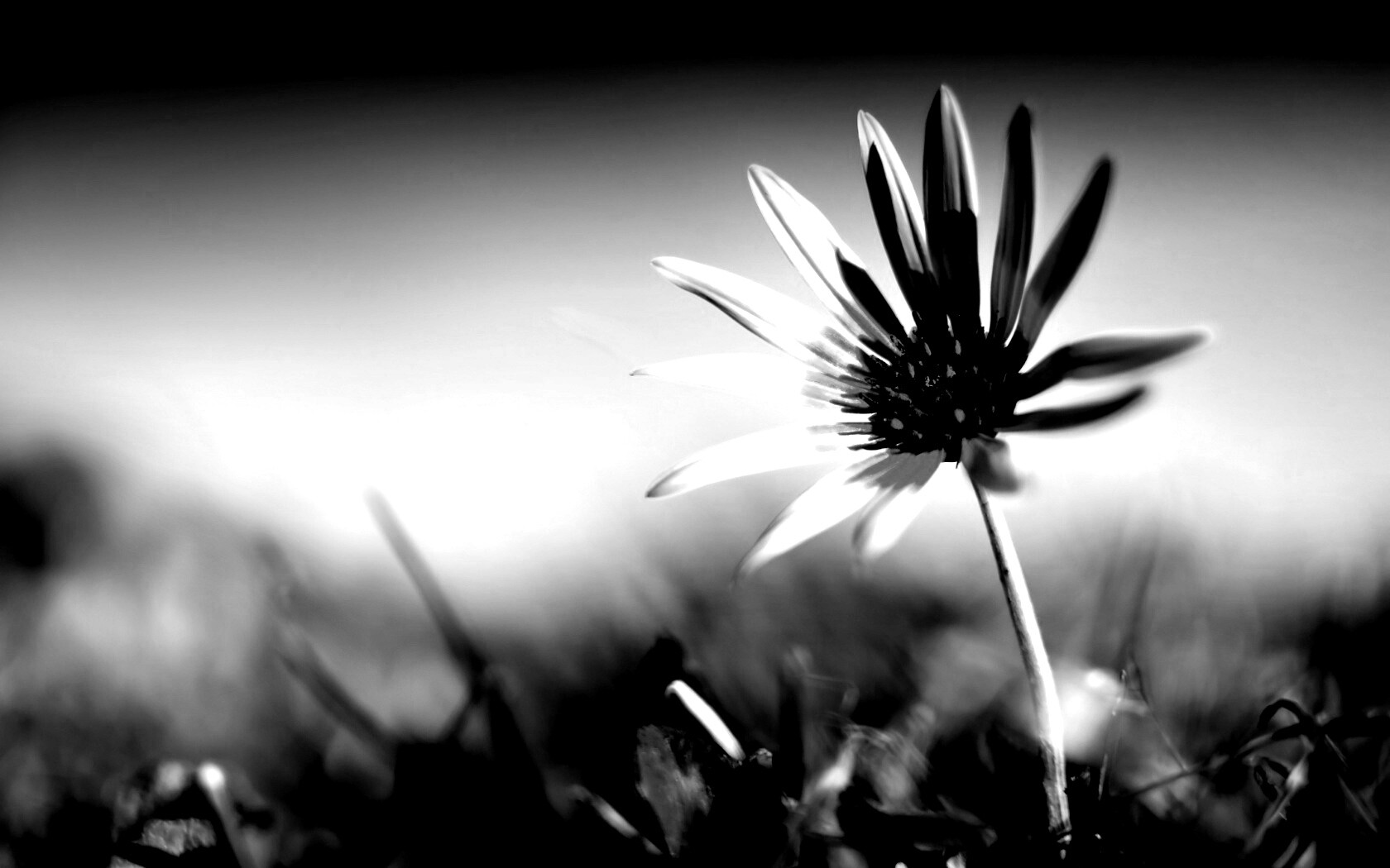 Летний цветок на солнце обои