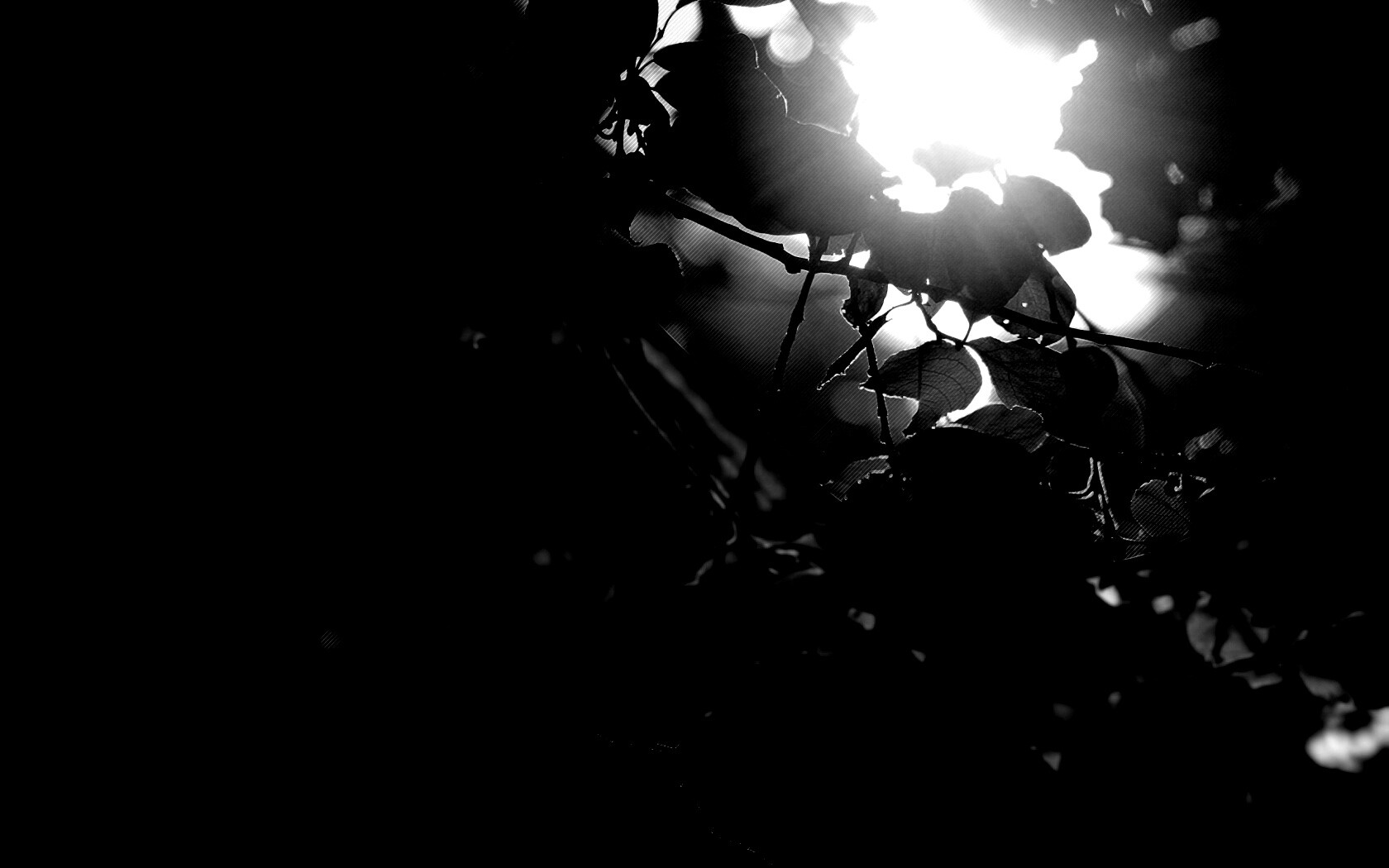 Солнце пробивается сквозь листву обои