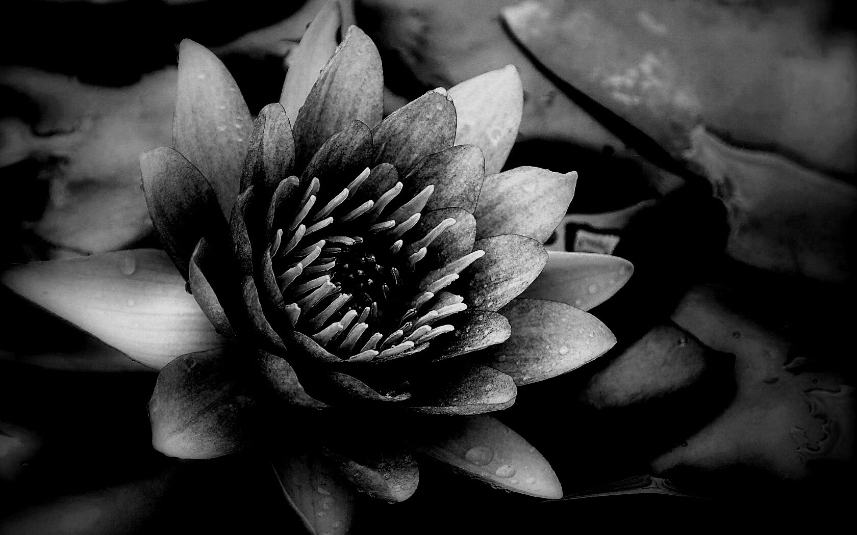 Кувшинка обои