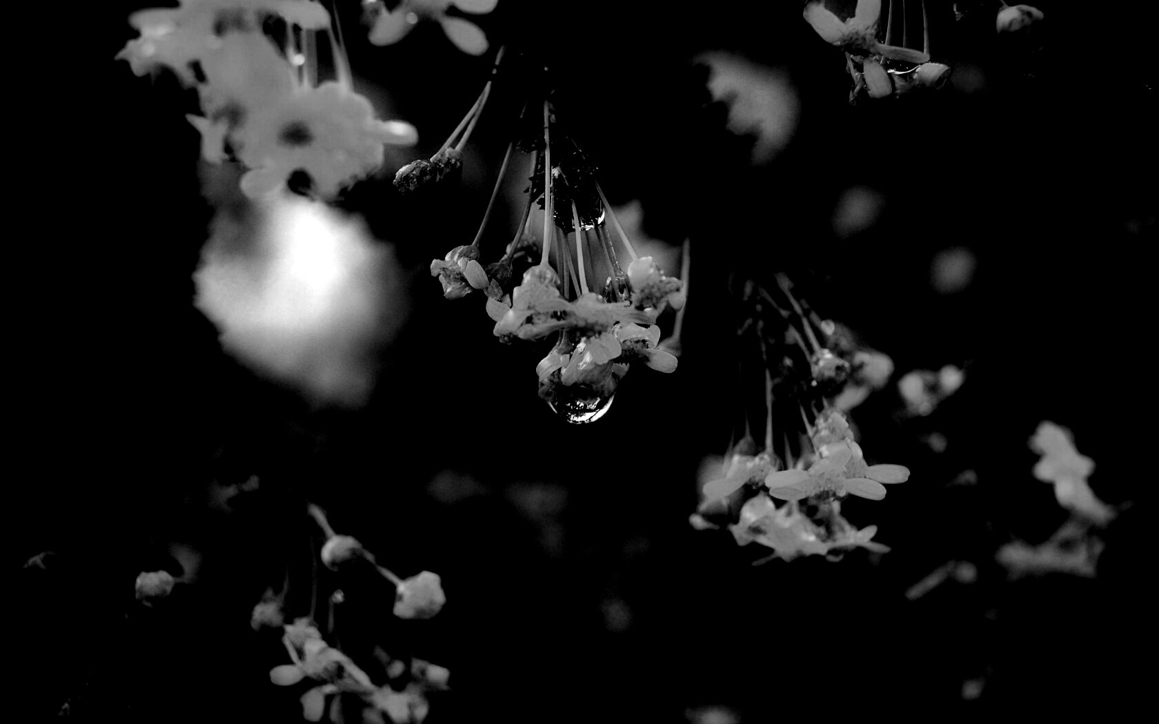 Жёлтые цветочки на ветке обои