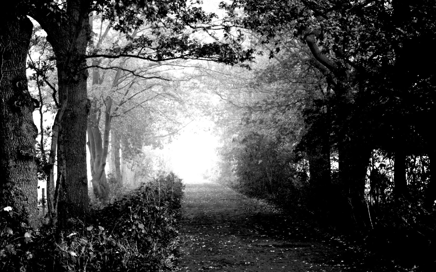 Парковая дорожка обои