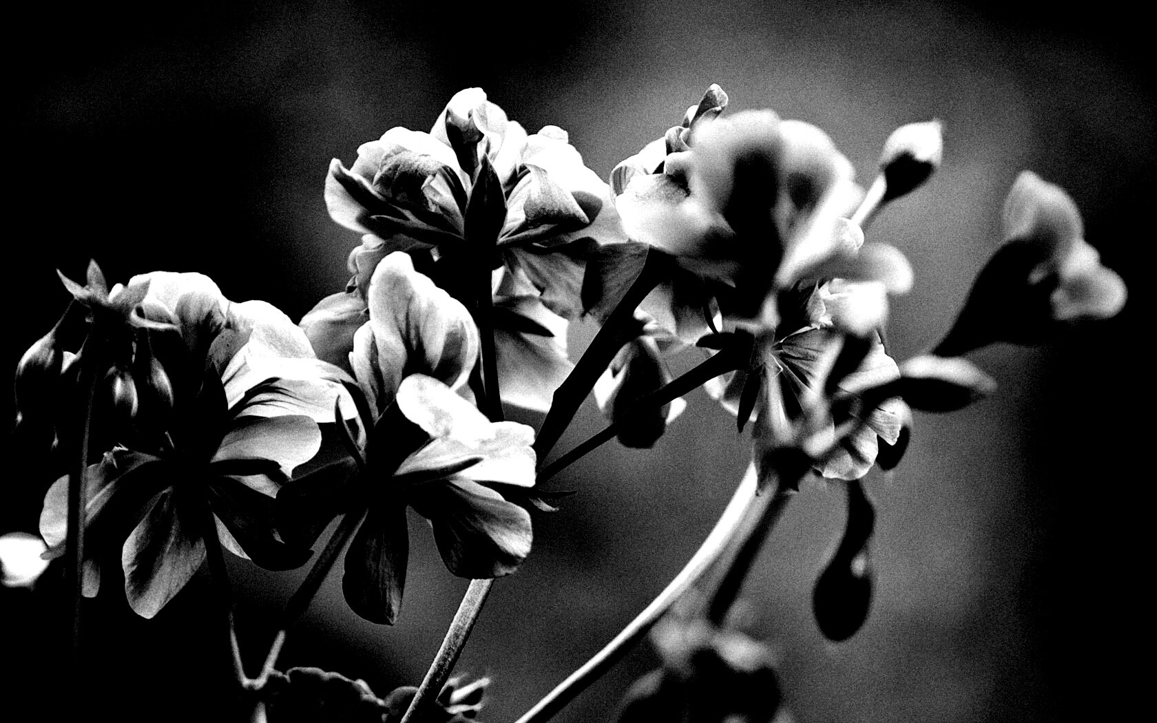 Чёрно-белое фото цветов обои