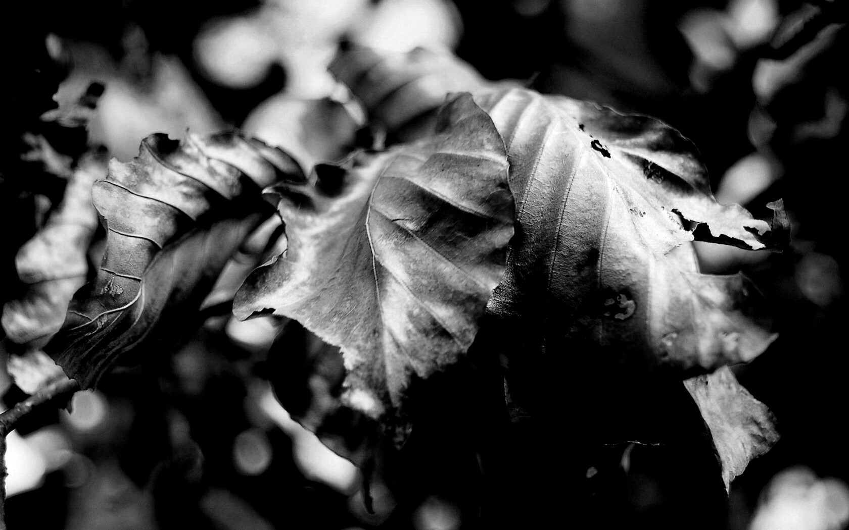 Засохший лист обои