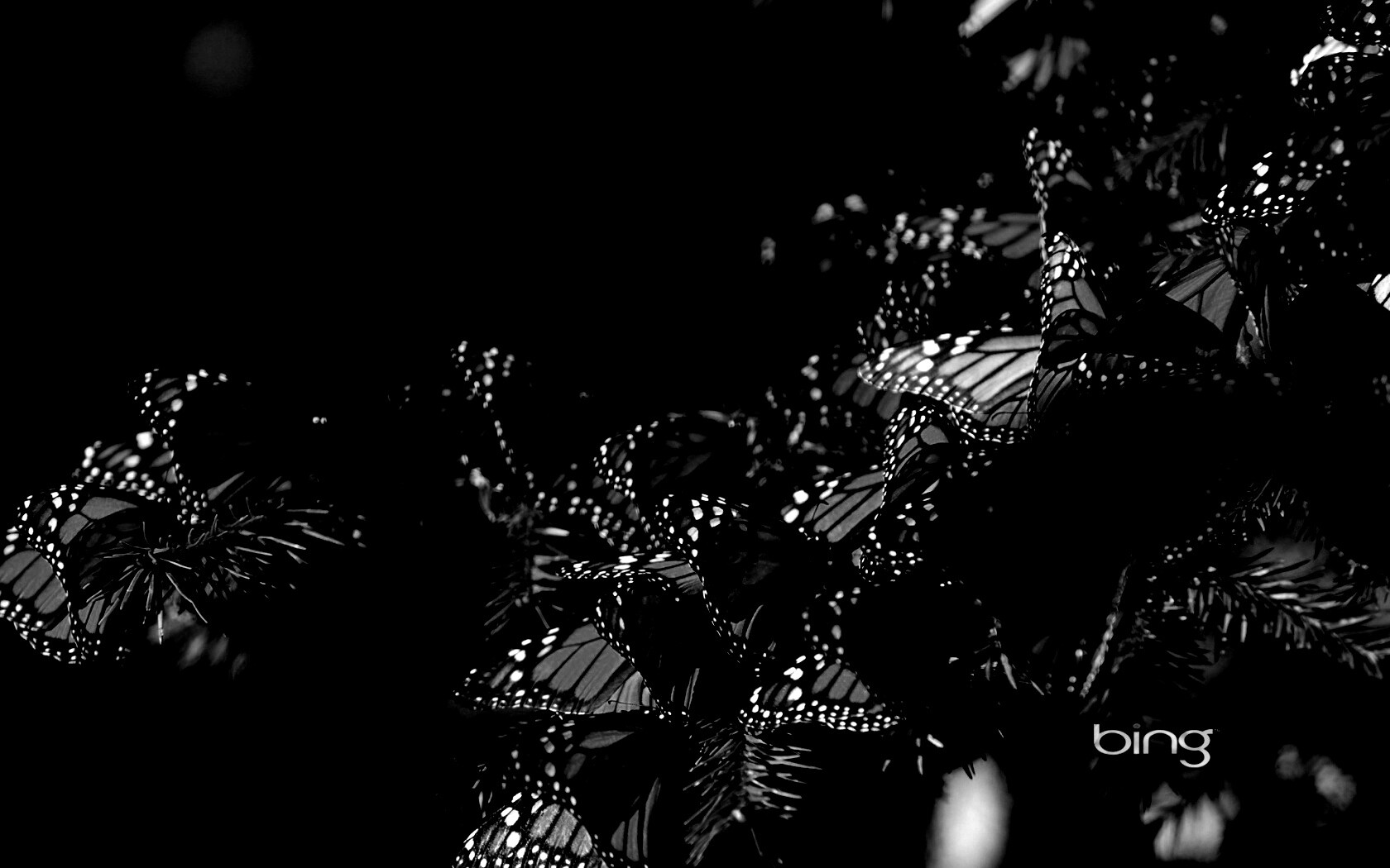 Бабочки облепили ёлку обои