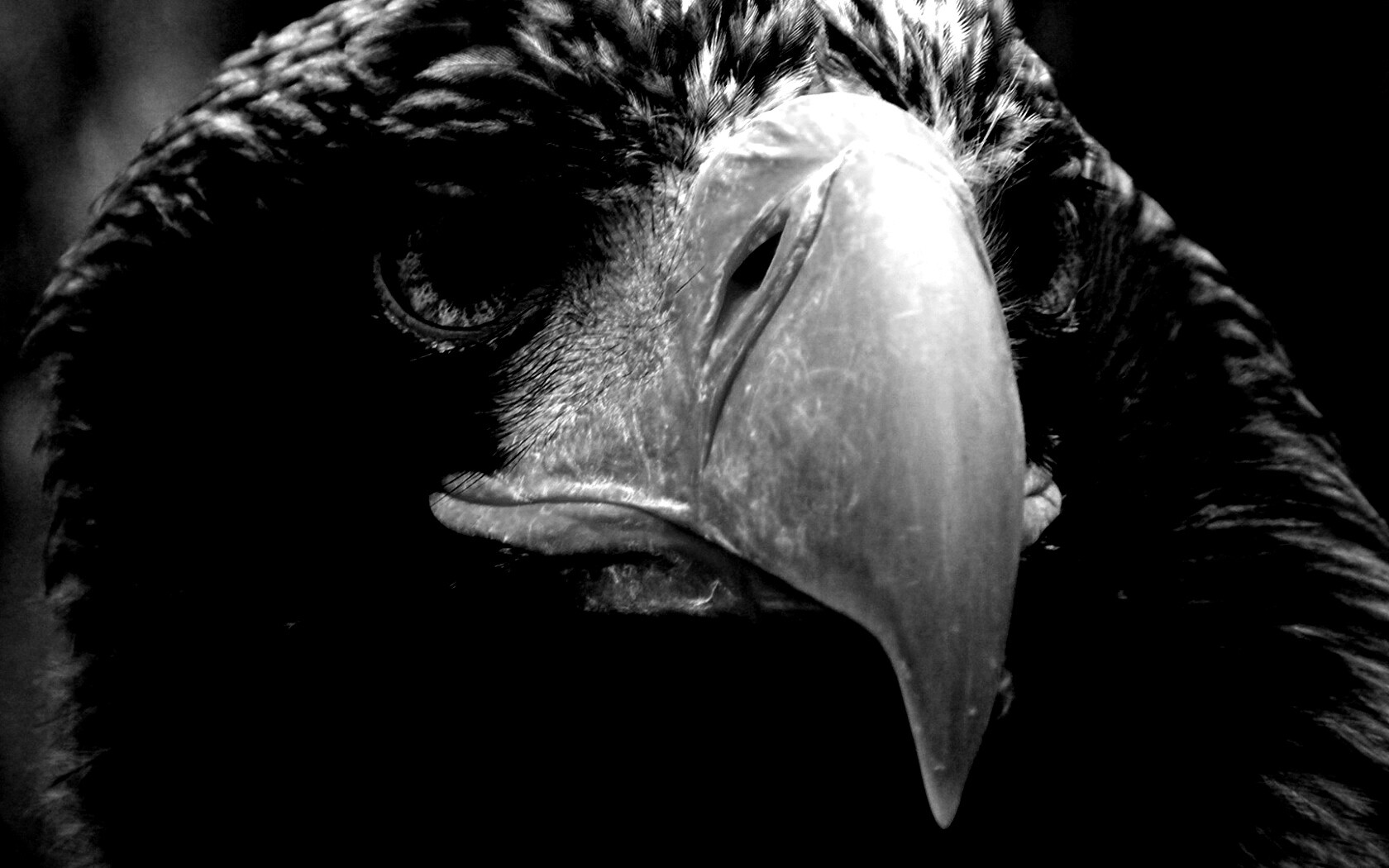 Орёл - птица гордая обои