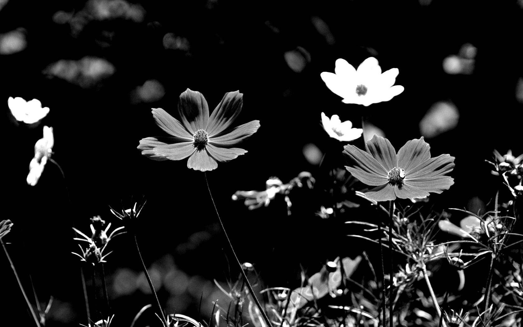 Белые и розовые цветочки обои