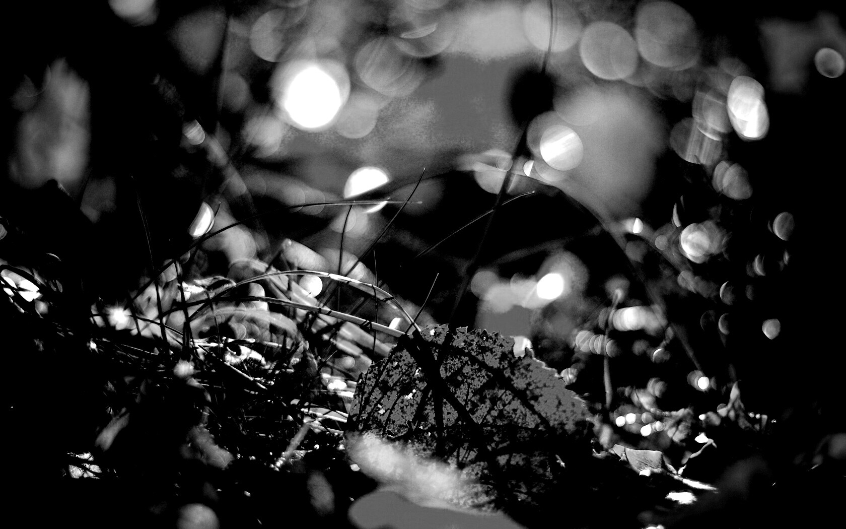 Опавший лист в траве обои